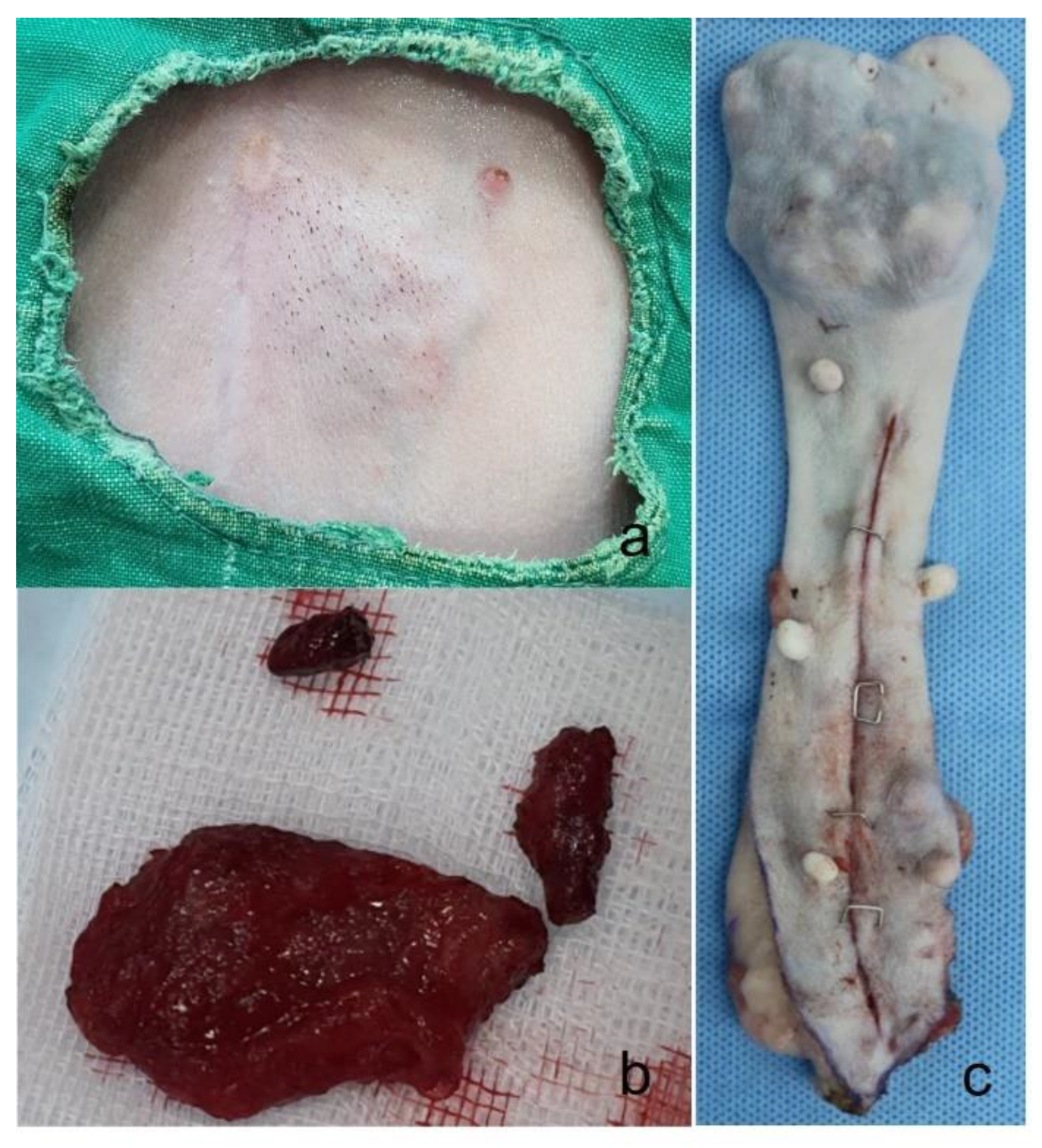 Preprints 137470 g001