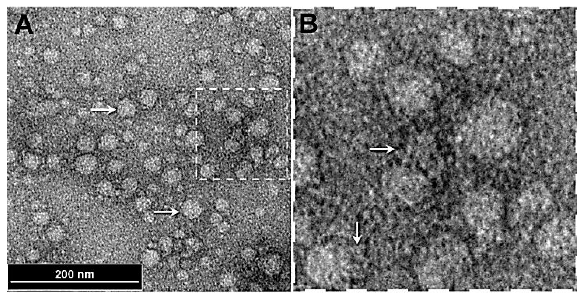 Preprints 142362 g001