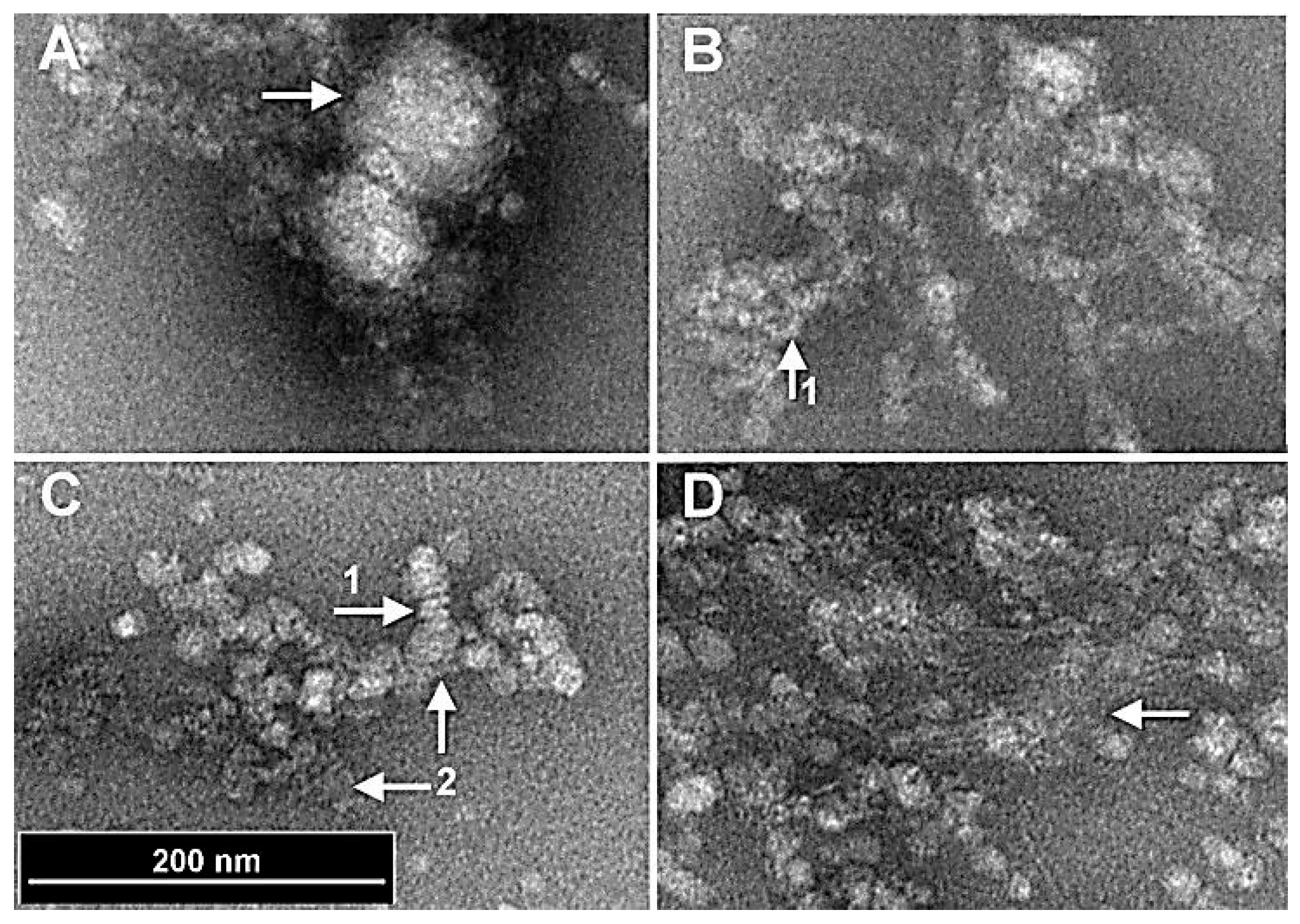 Preprints 142362 g002