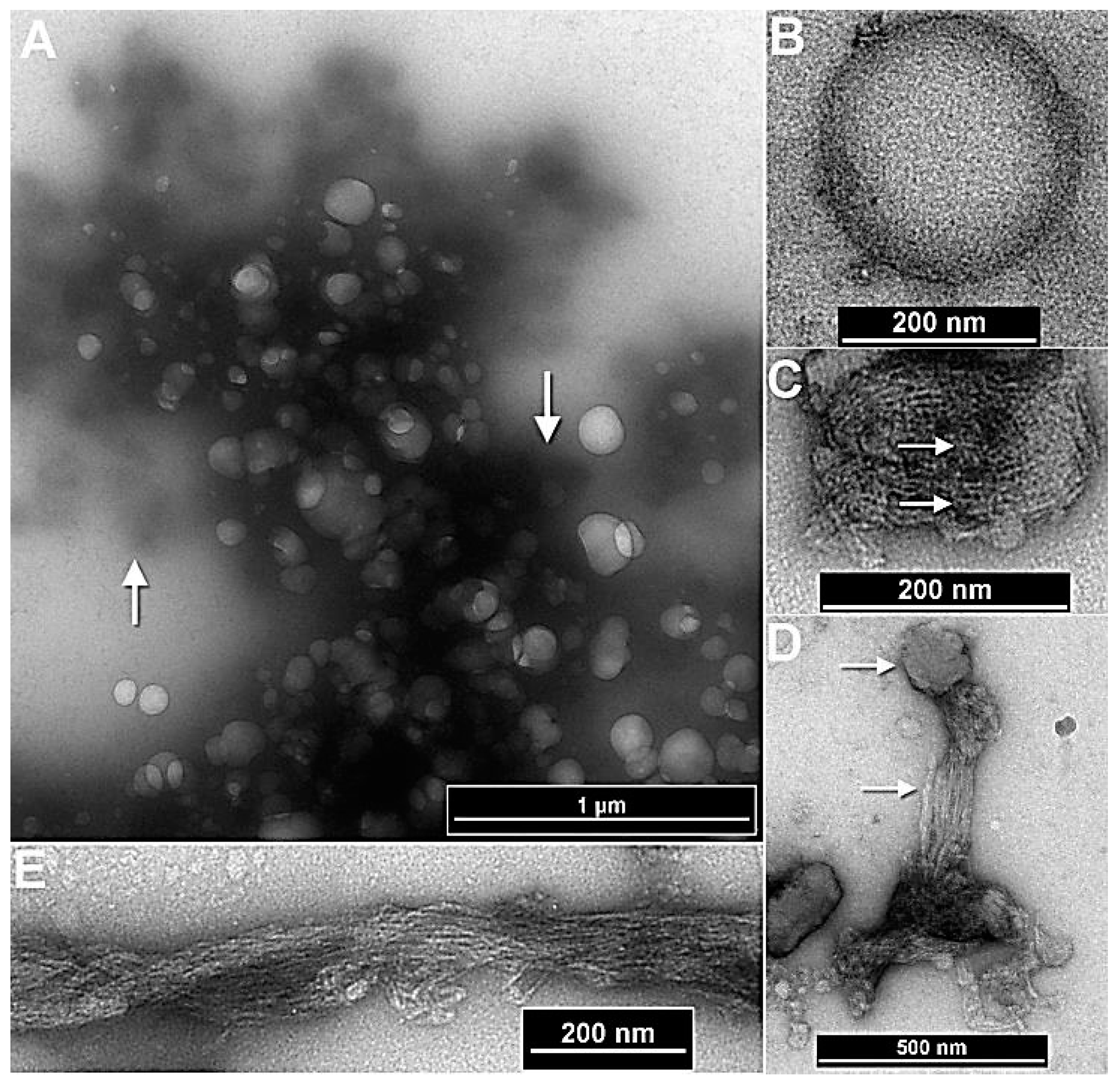 Preprints 142362 g004