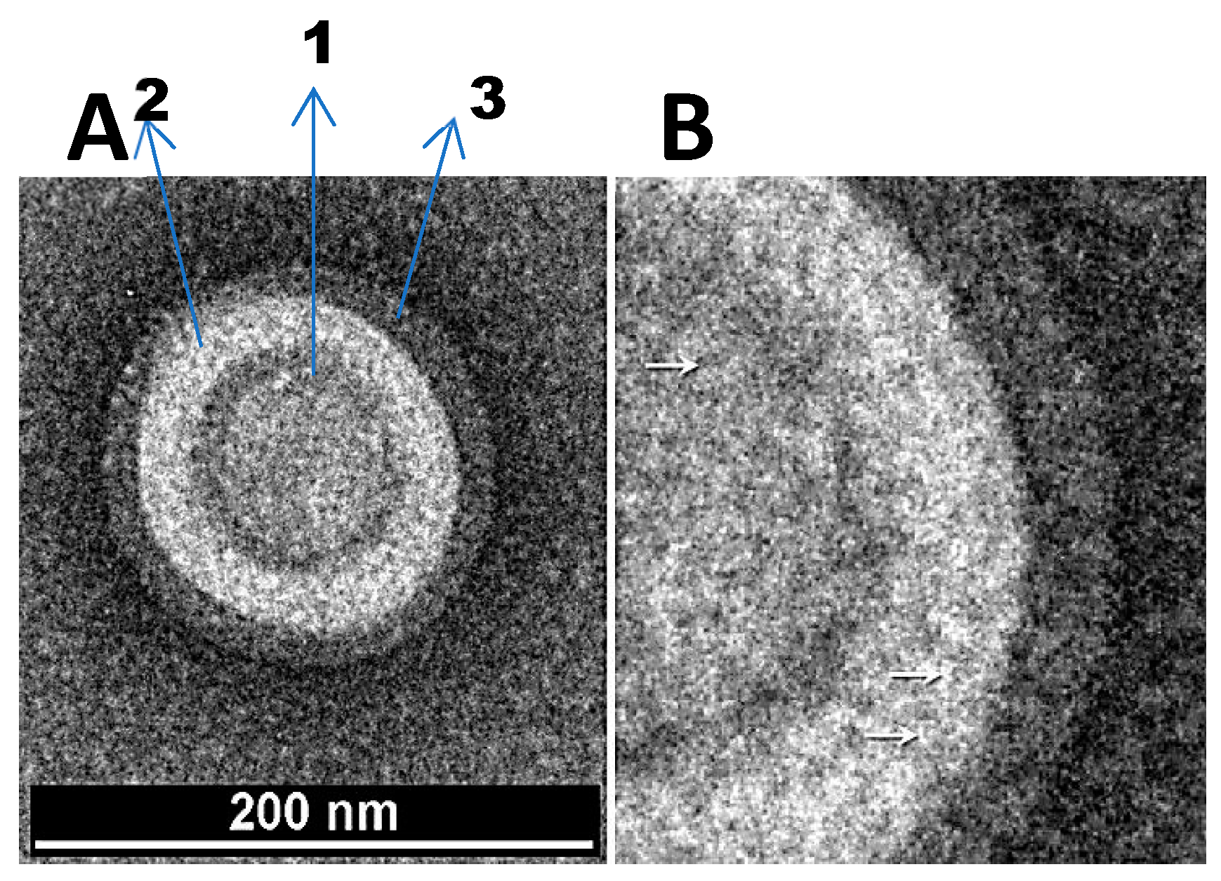 Preprints 142362 g009