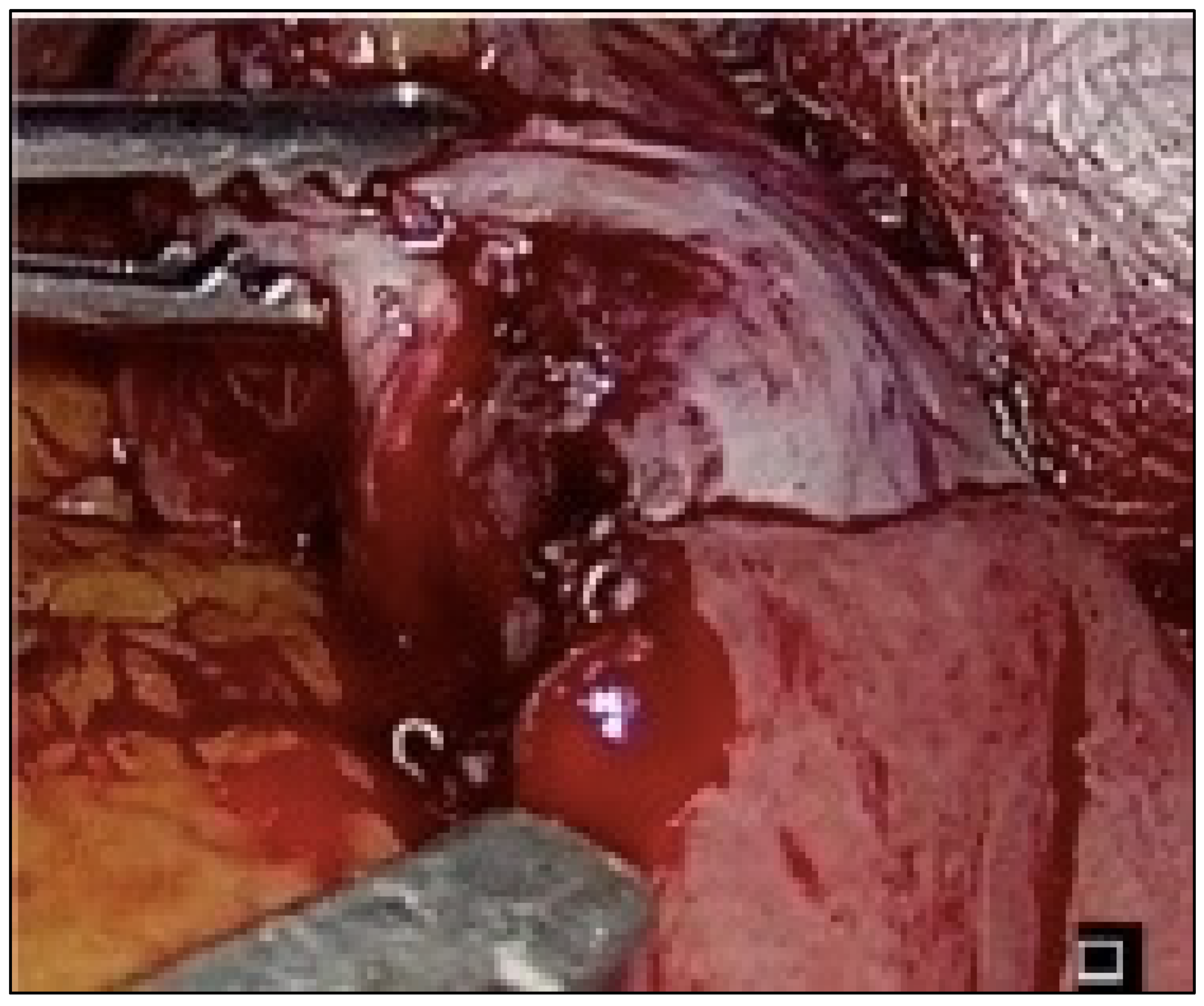 Preprints 73762 g005