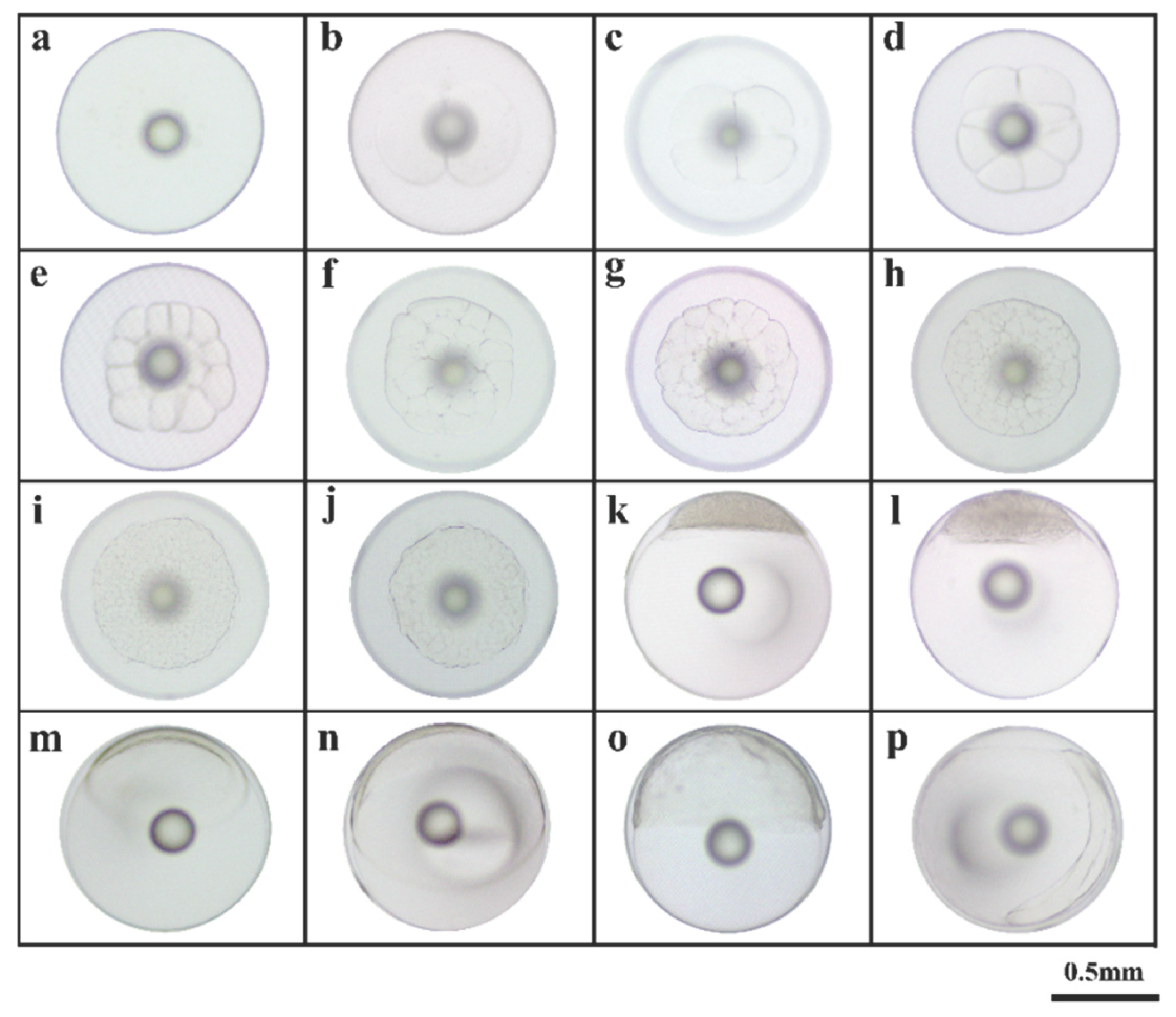 Preprints 174700 g001