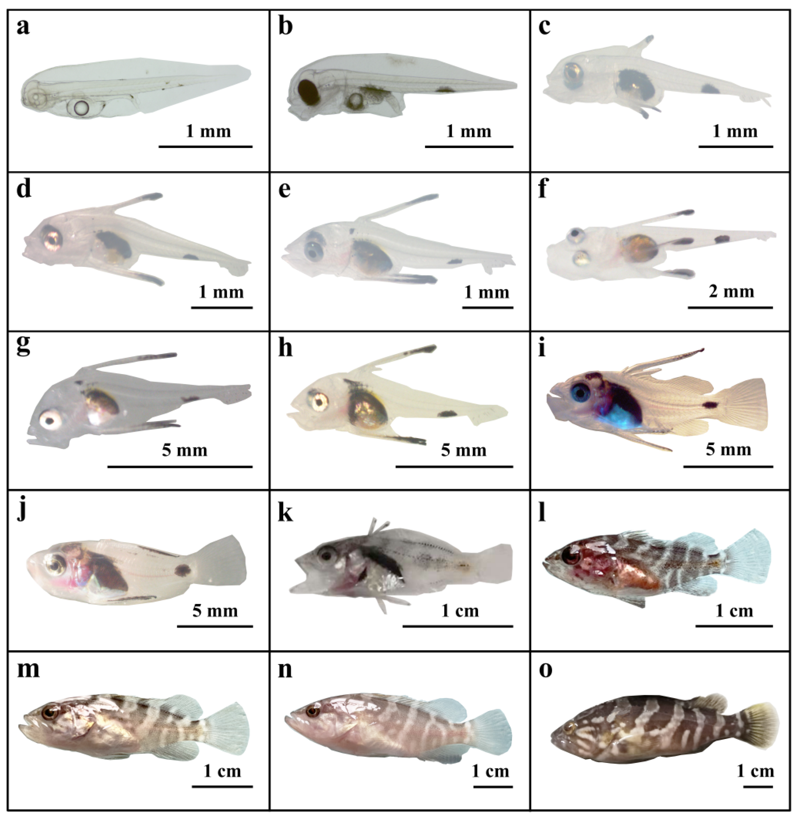 Preprints 174700 g003