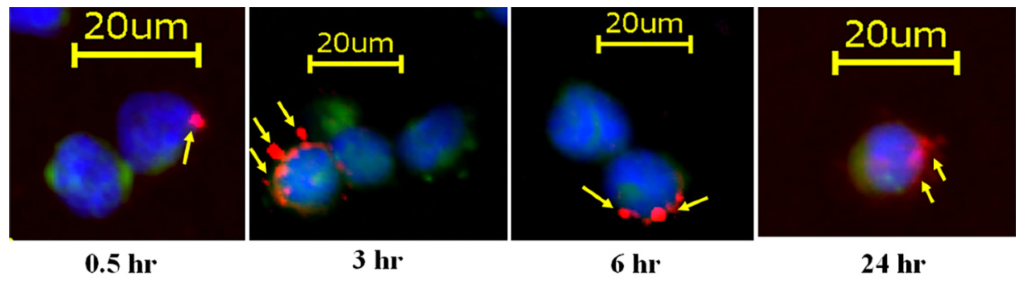 Preprints 204886 g003