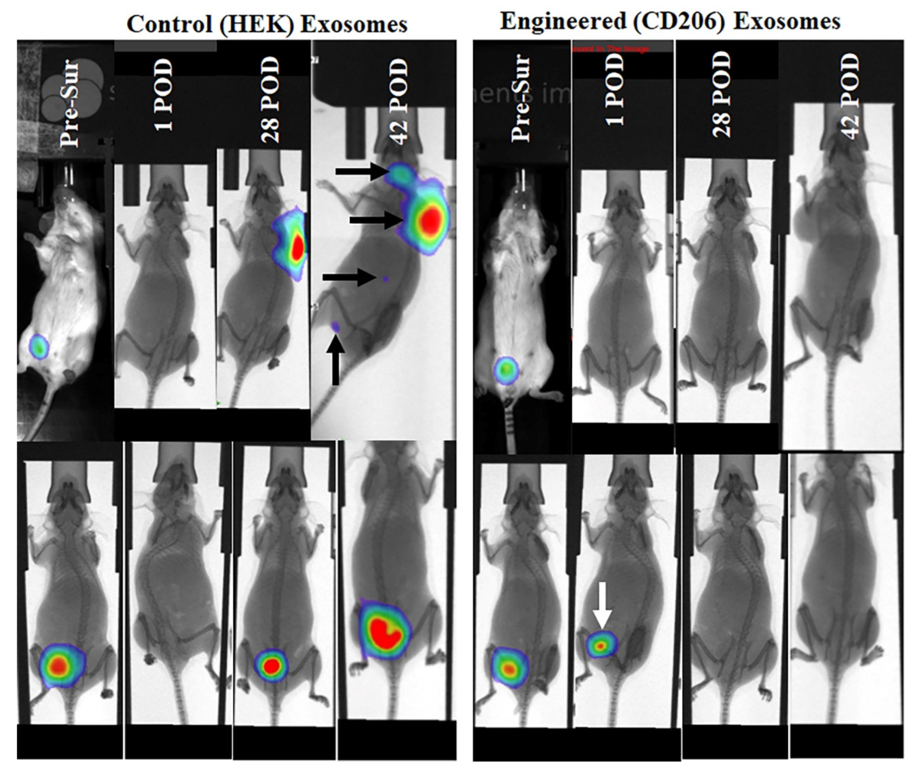 Preprints 204886 g015