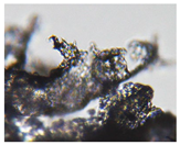 Preprints 171007 i010