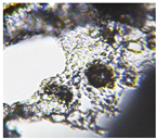 Preprints 171007 i012