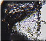 Preprints 171007 i018