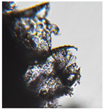 Preprints 171007 i020