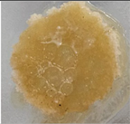 Preprints 171007 i064