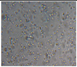 Preprints 171007 i068