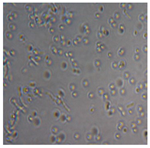 Preprints 171007 i071