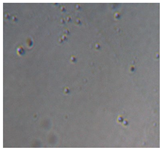 Preprints 171007 i077