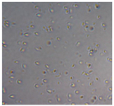 Preprints 171007 i080