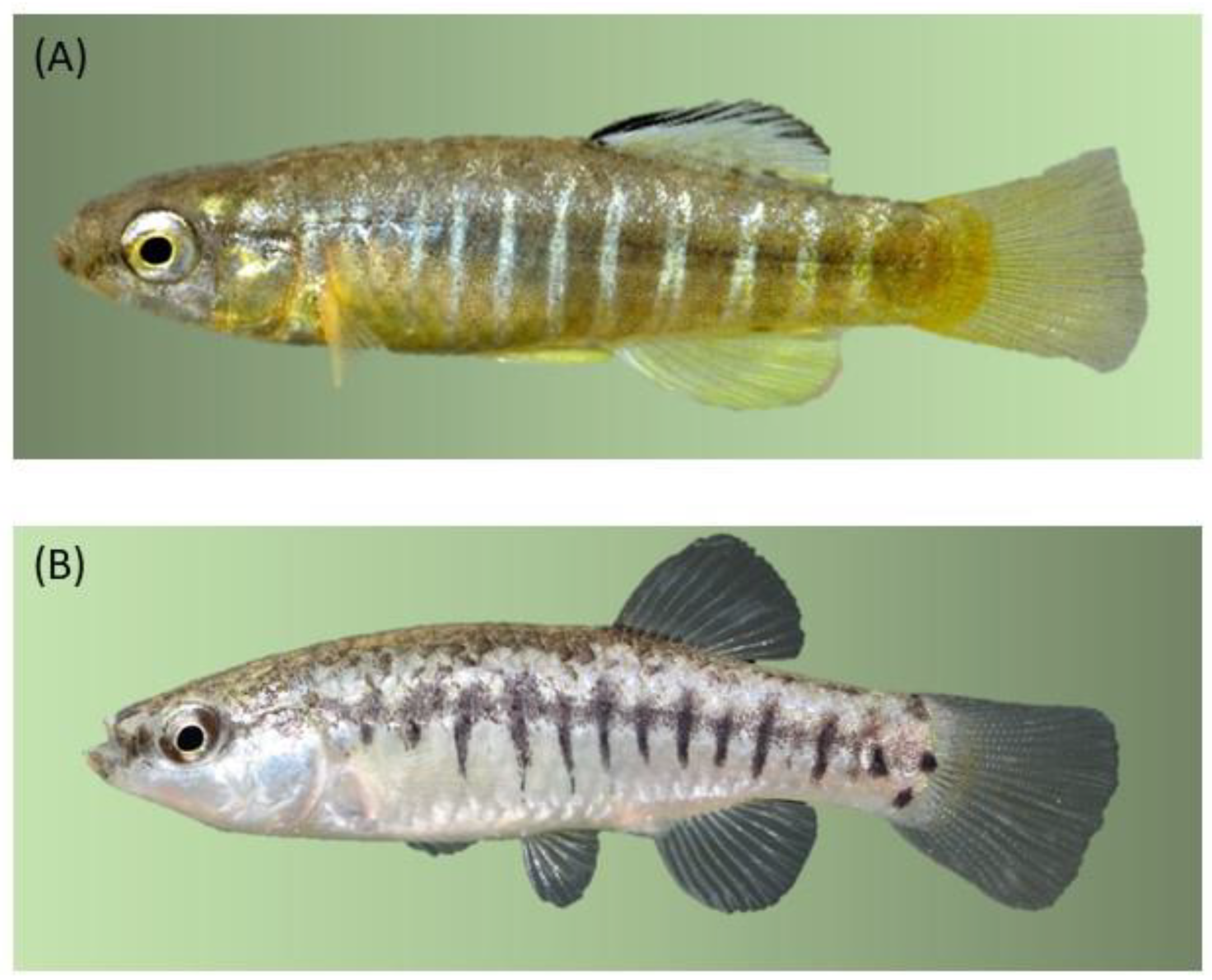 Preprints 77385 g001