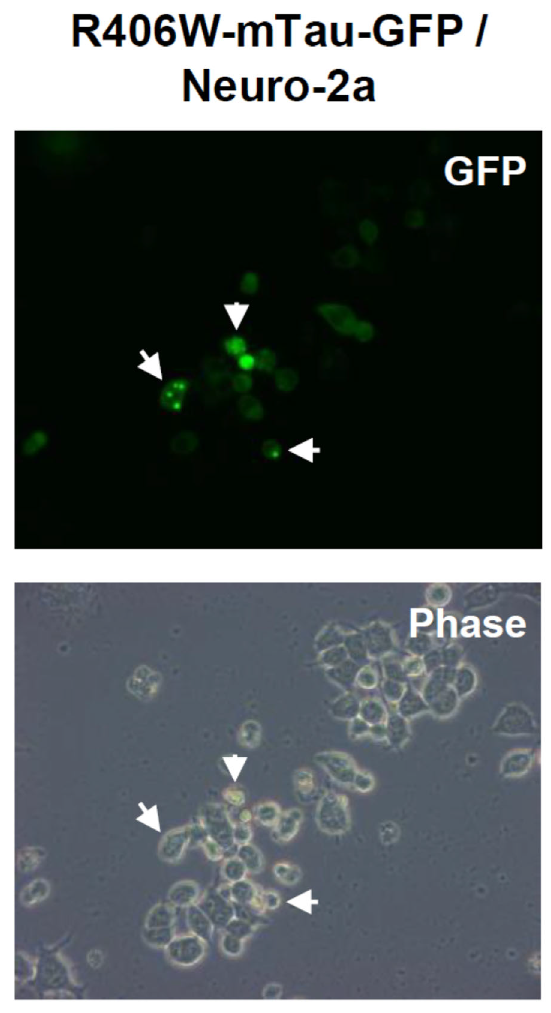 Preprints 82079 g001