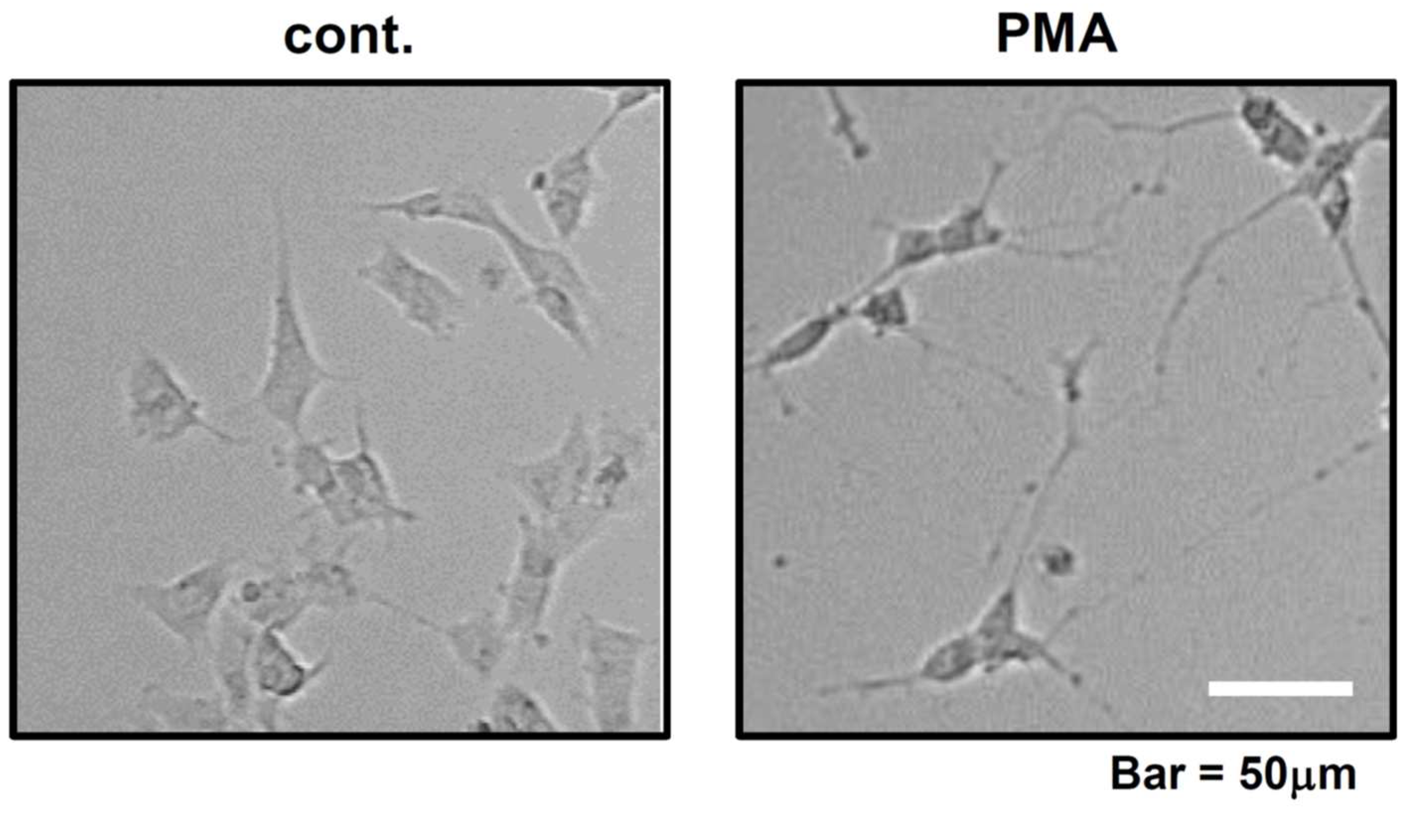 Preprints 82079 g004