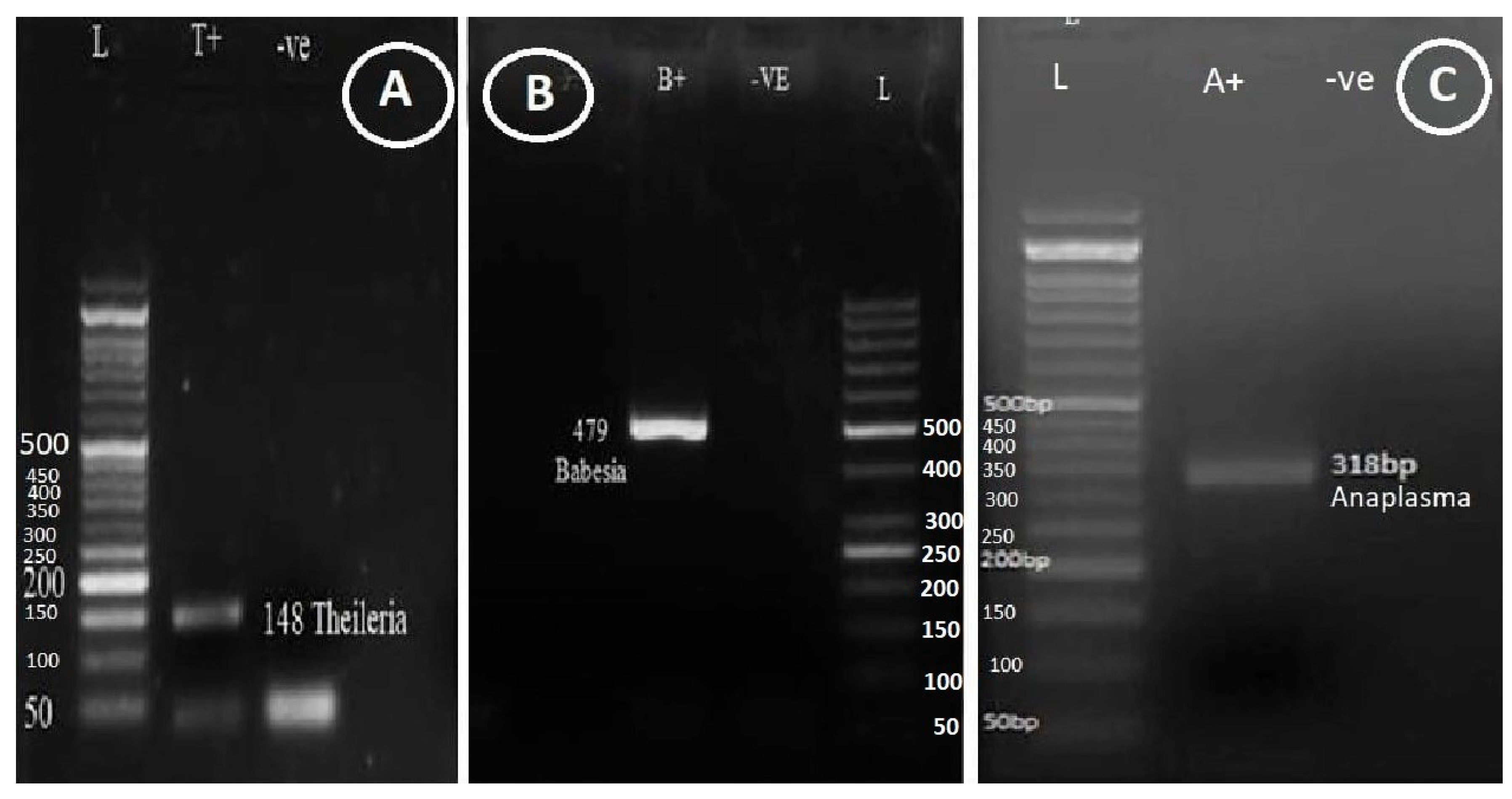 Preprints 162599 g001