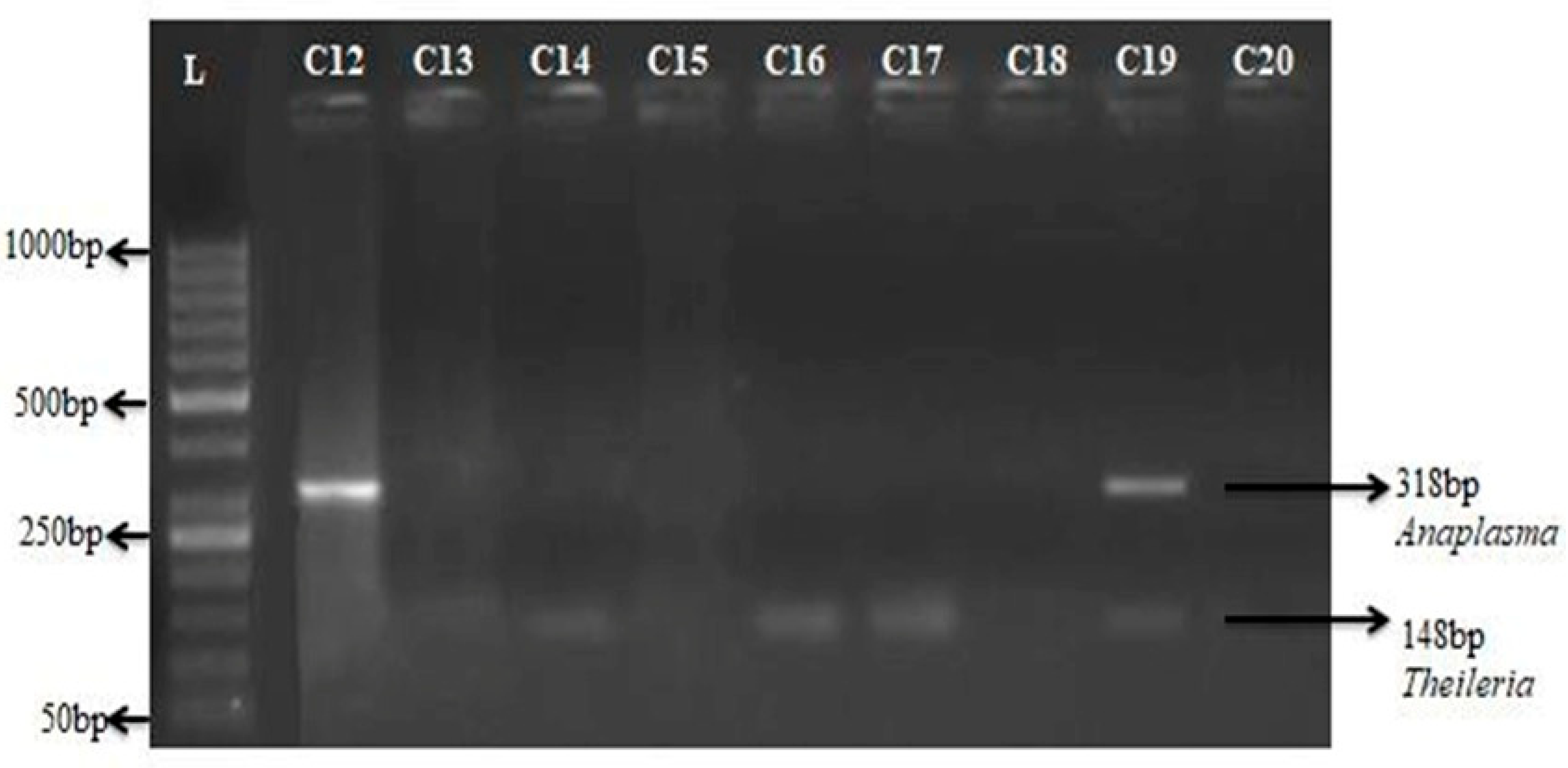 Preprints 162599 g005