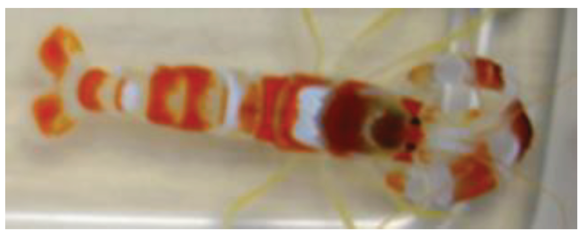 Preprints 91642 g001