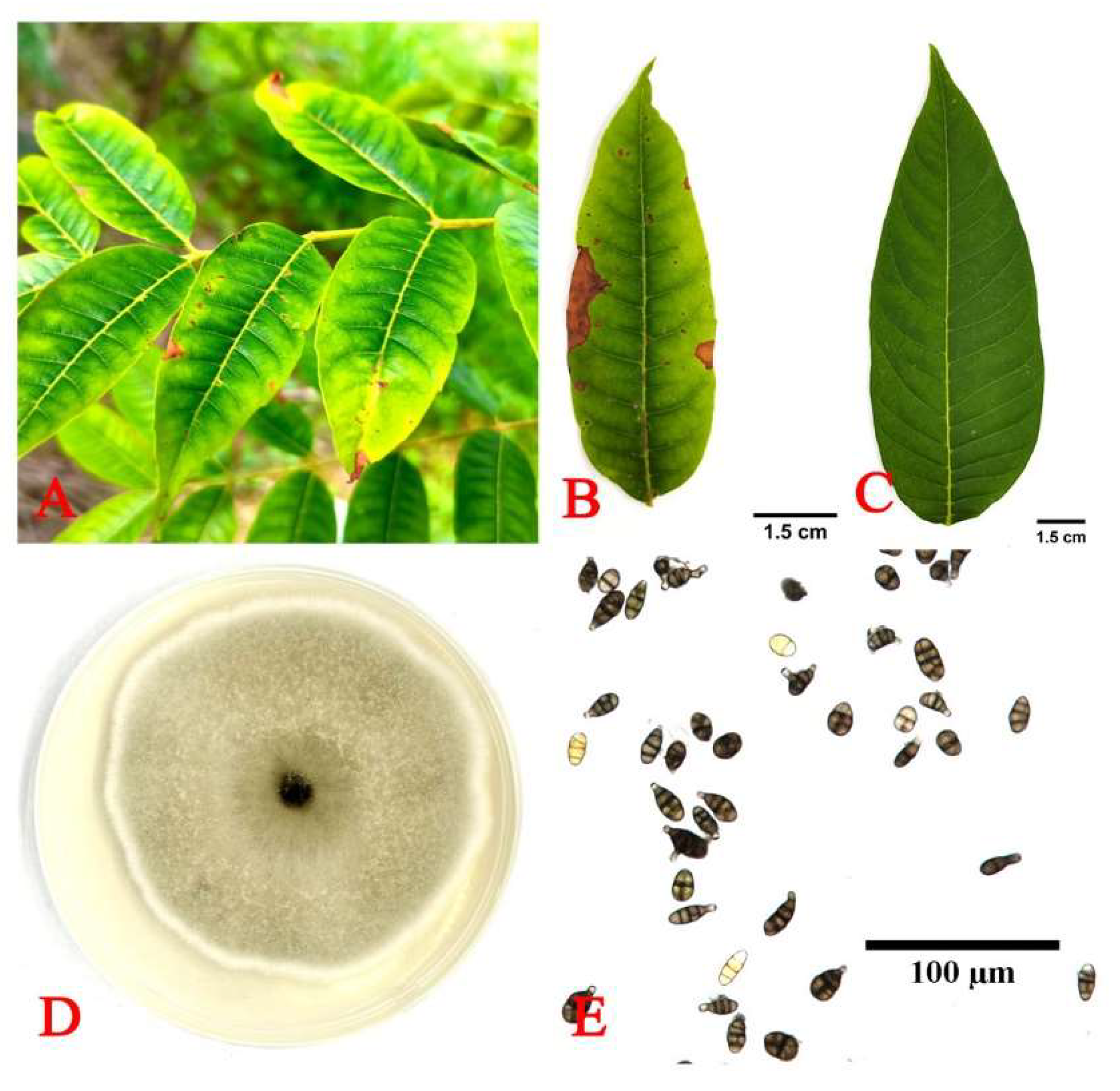 Preprints 150722 g001