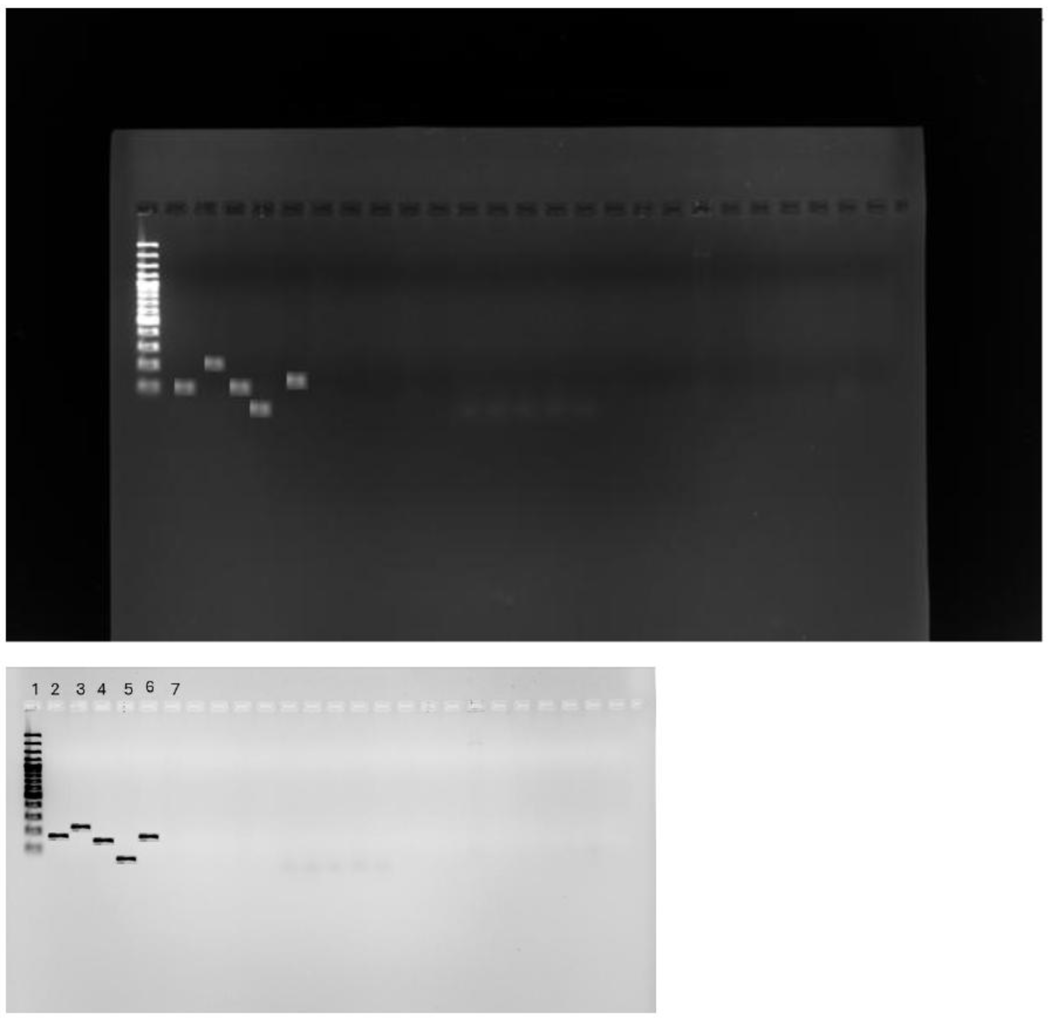 Preprints 150026 g004