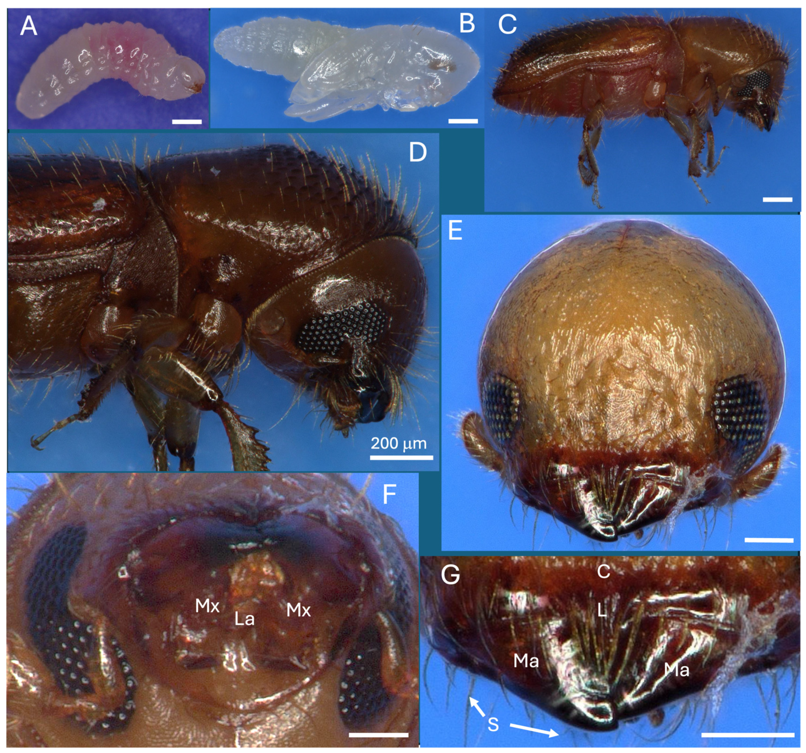 Preprints 159293 g001