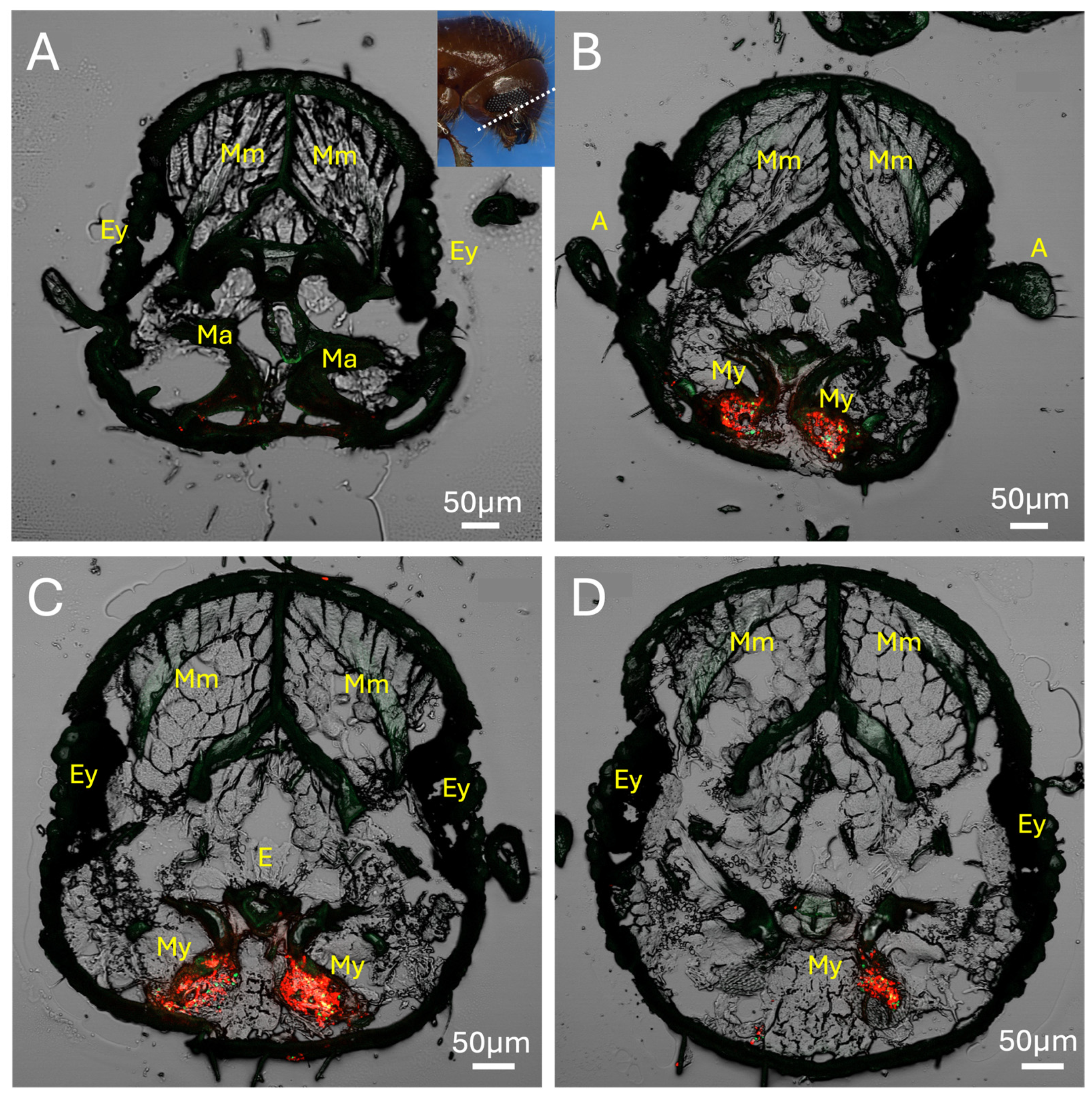 Preprints 159293 g003