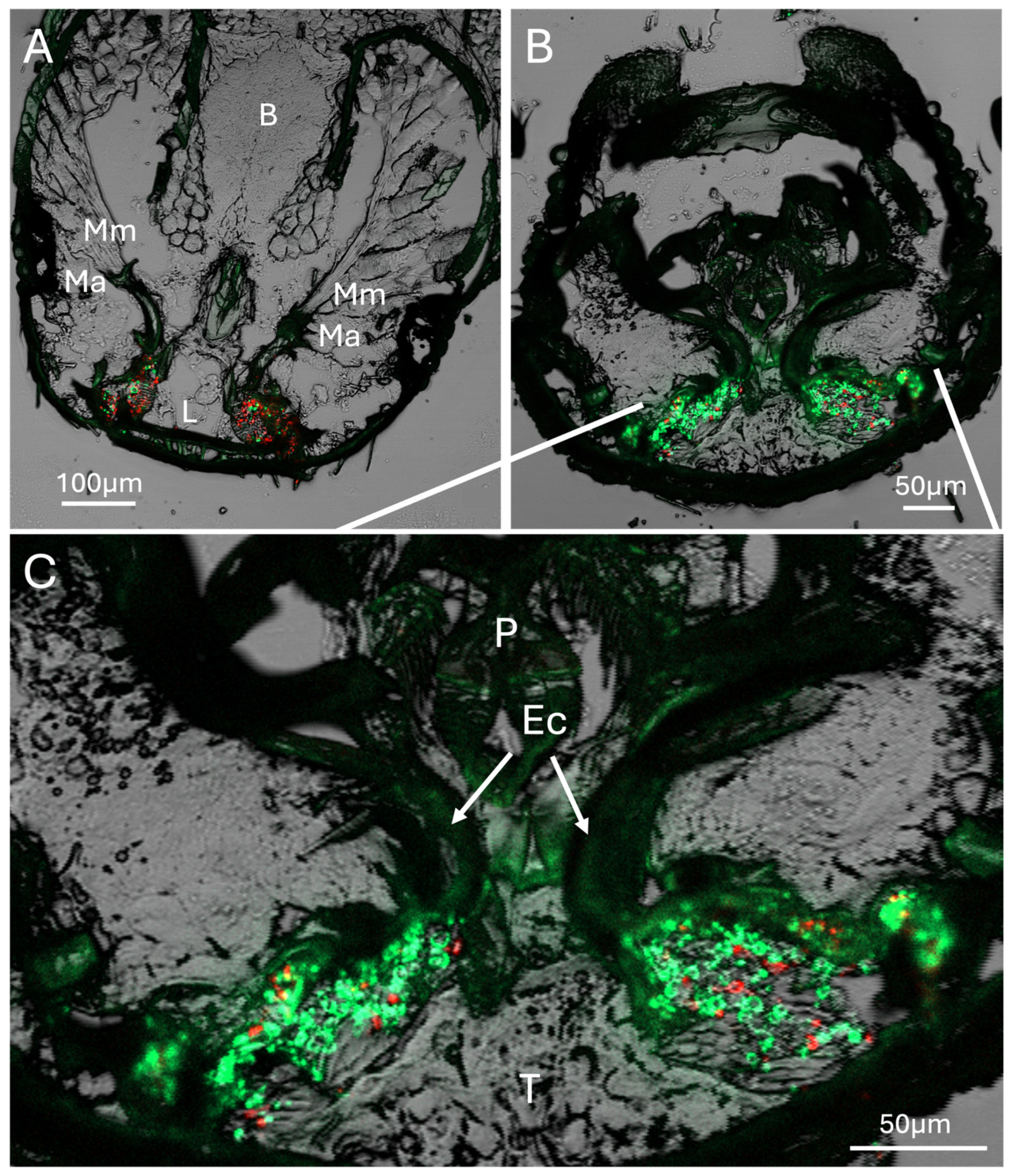 Preprints 159293 g004