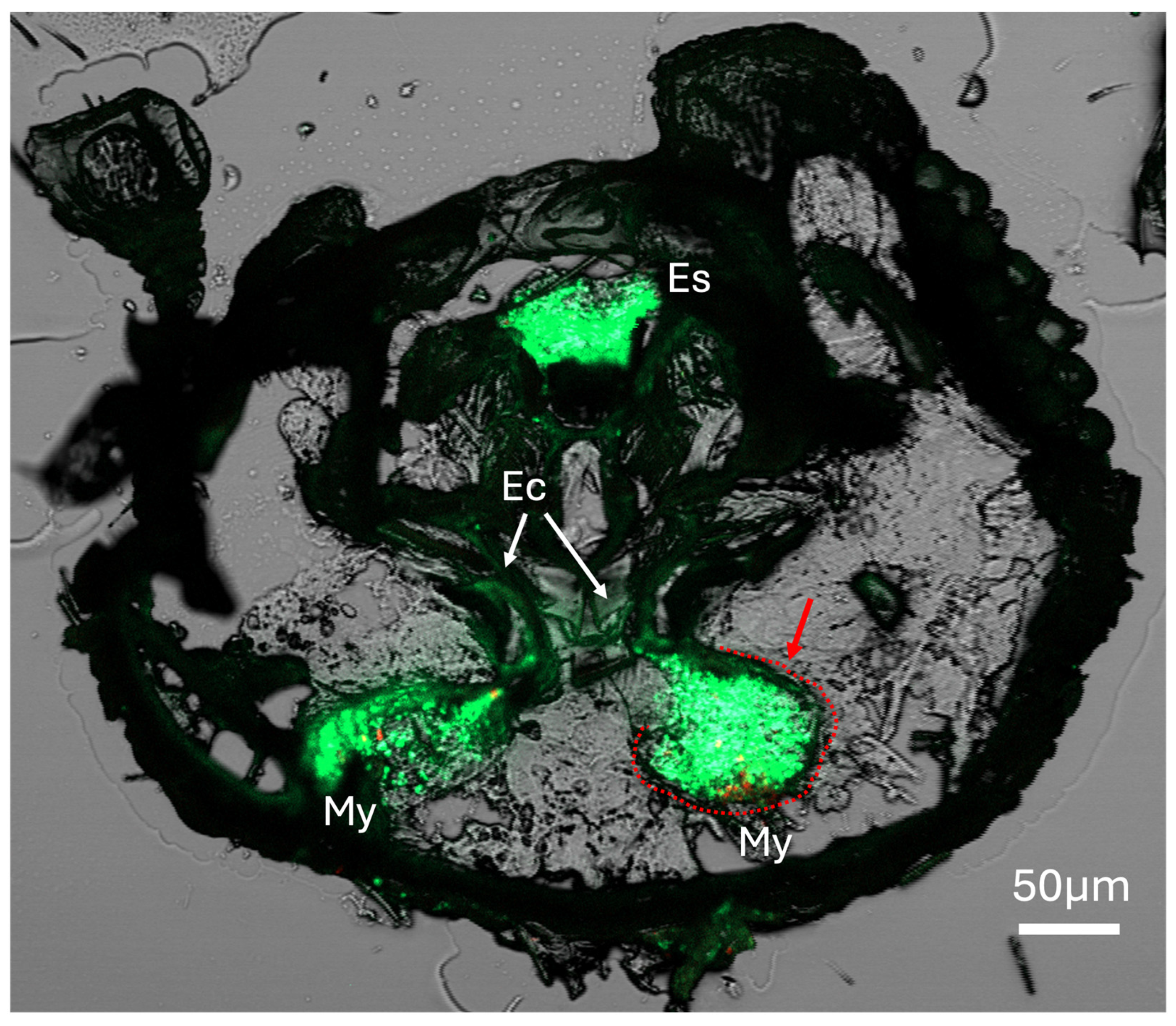 Preprints 159293 g005