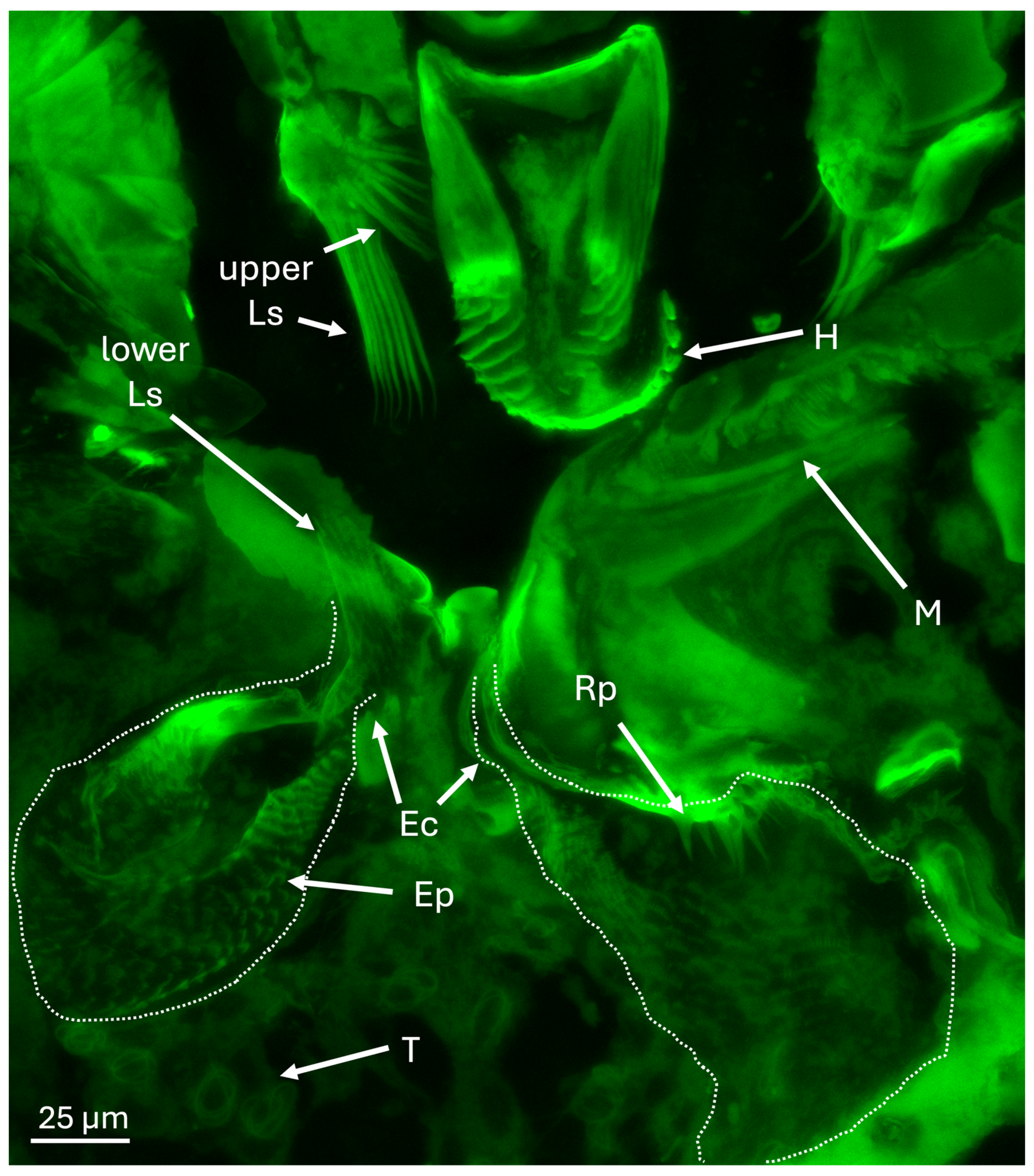 Preprints 159293 g006
