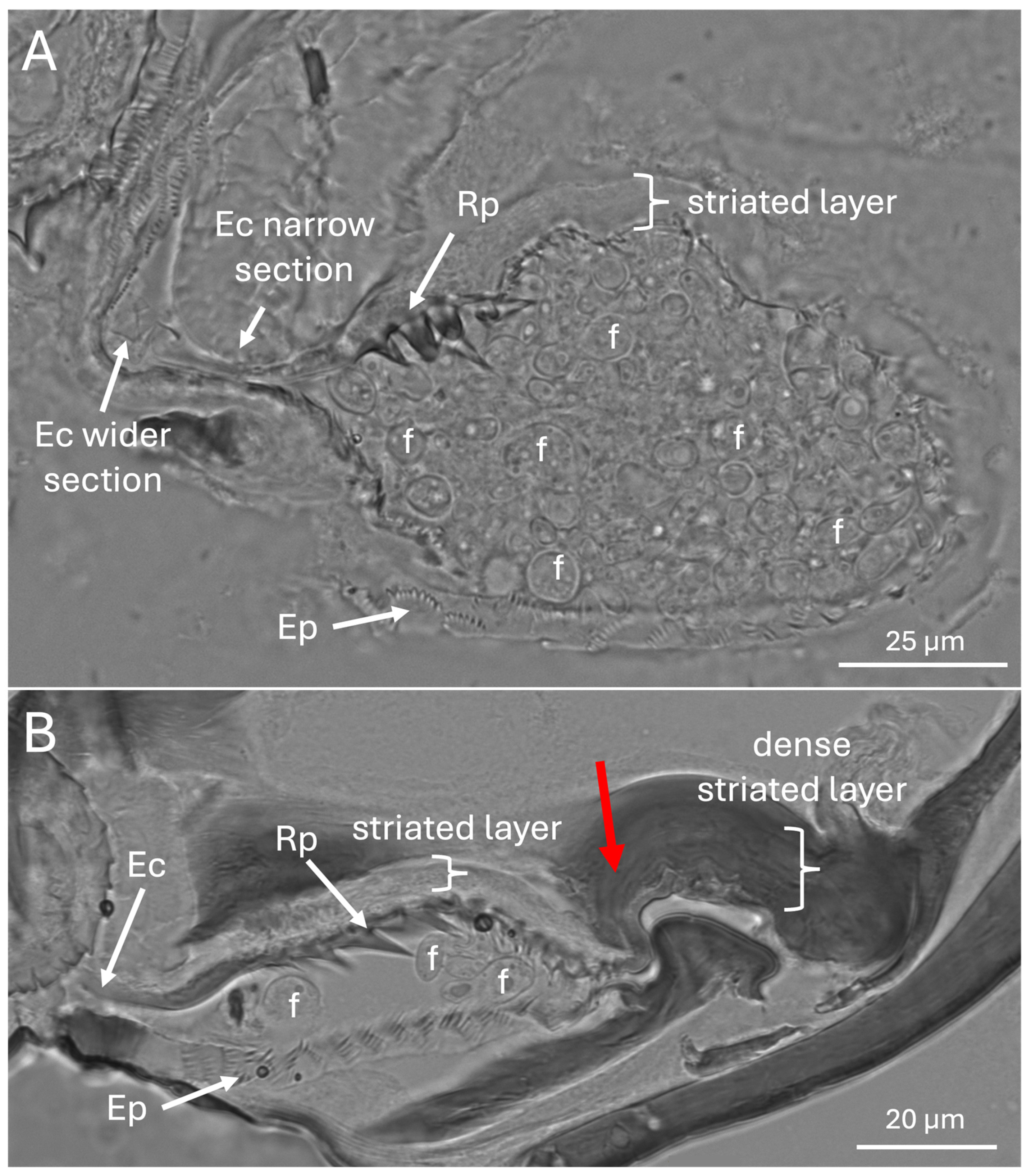 Preprints 159293 g008