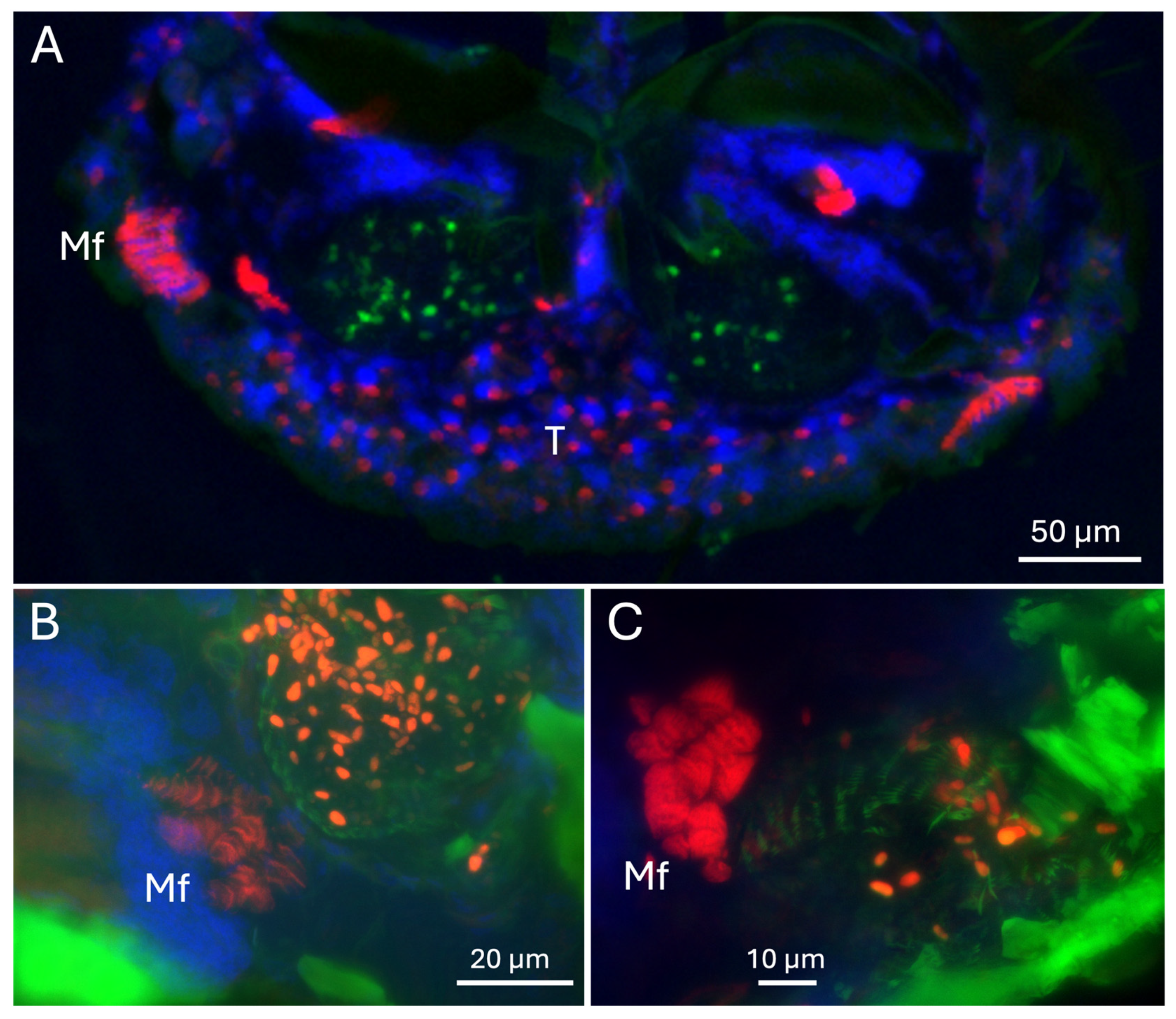 Preprints 159293 g009