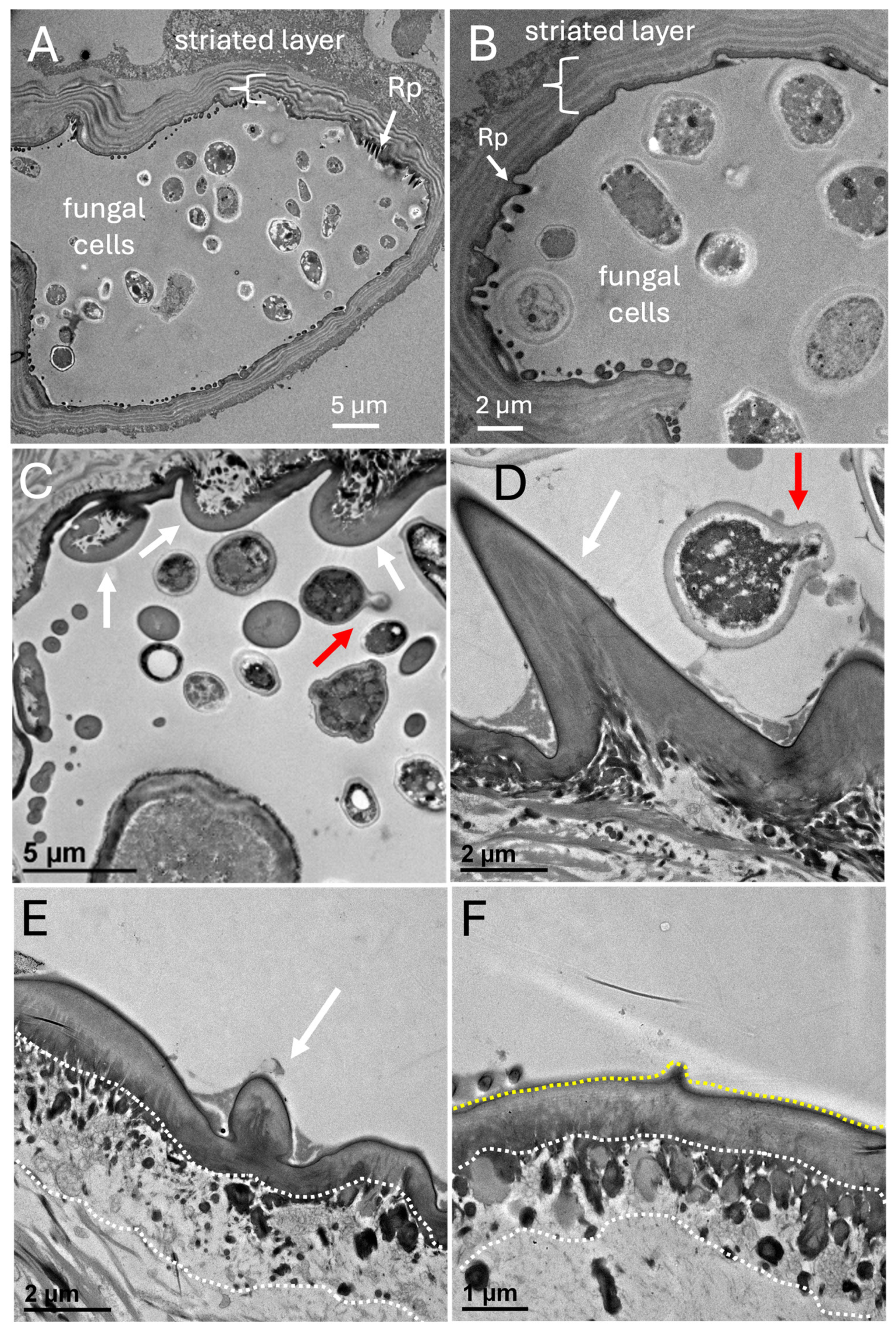 Preprints 159293 g010