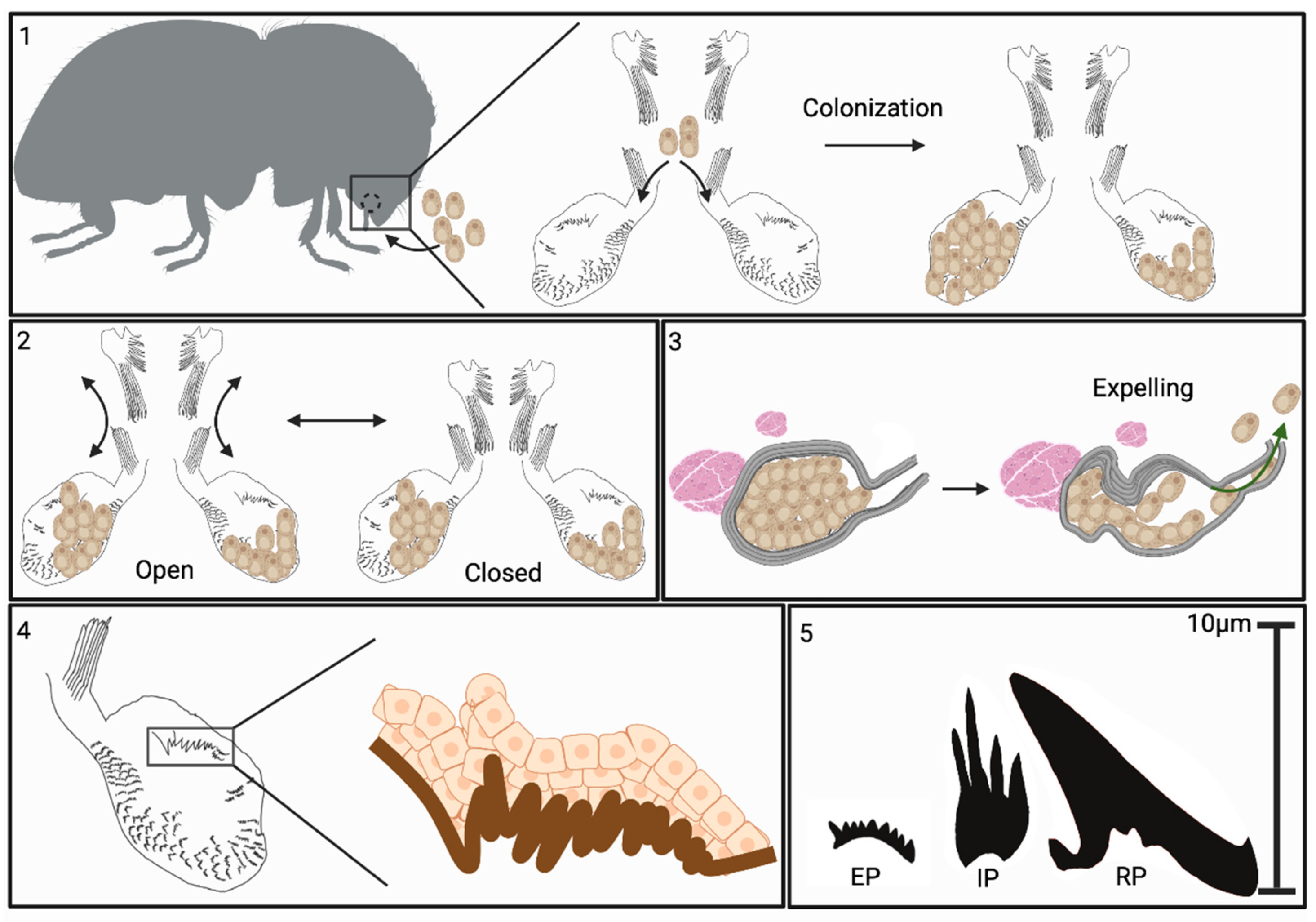 Preprints 159293 g011