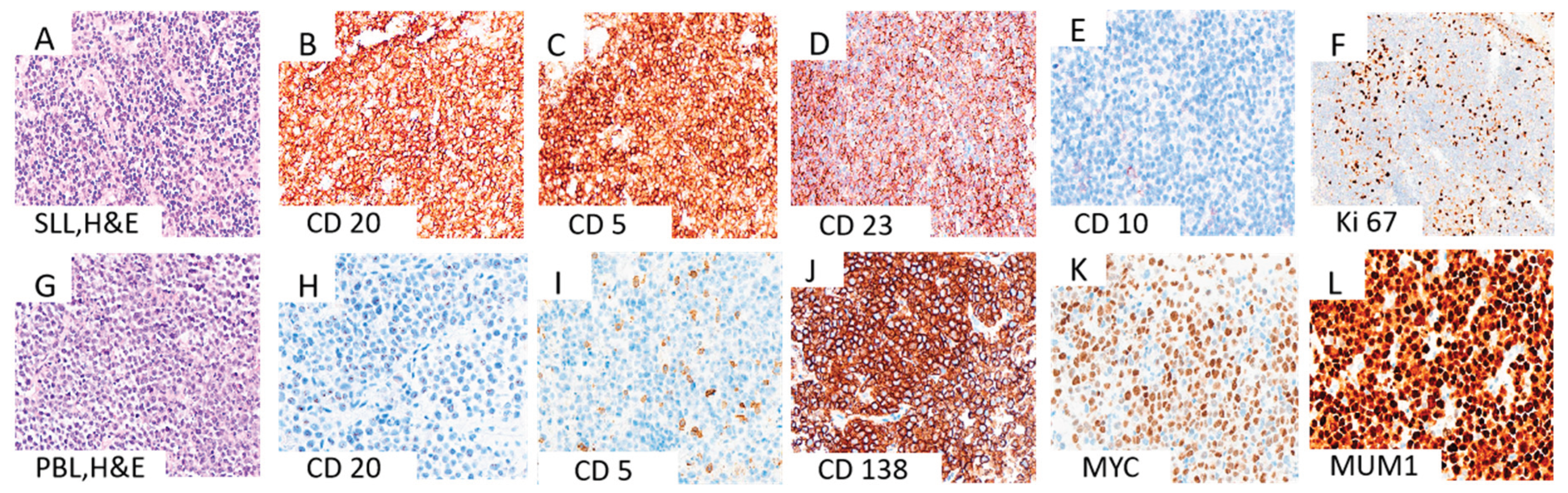 Preprints 187581 g001