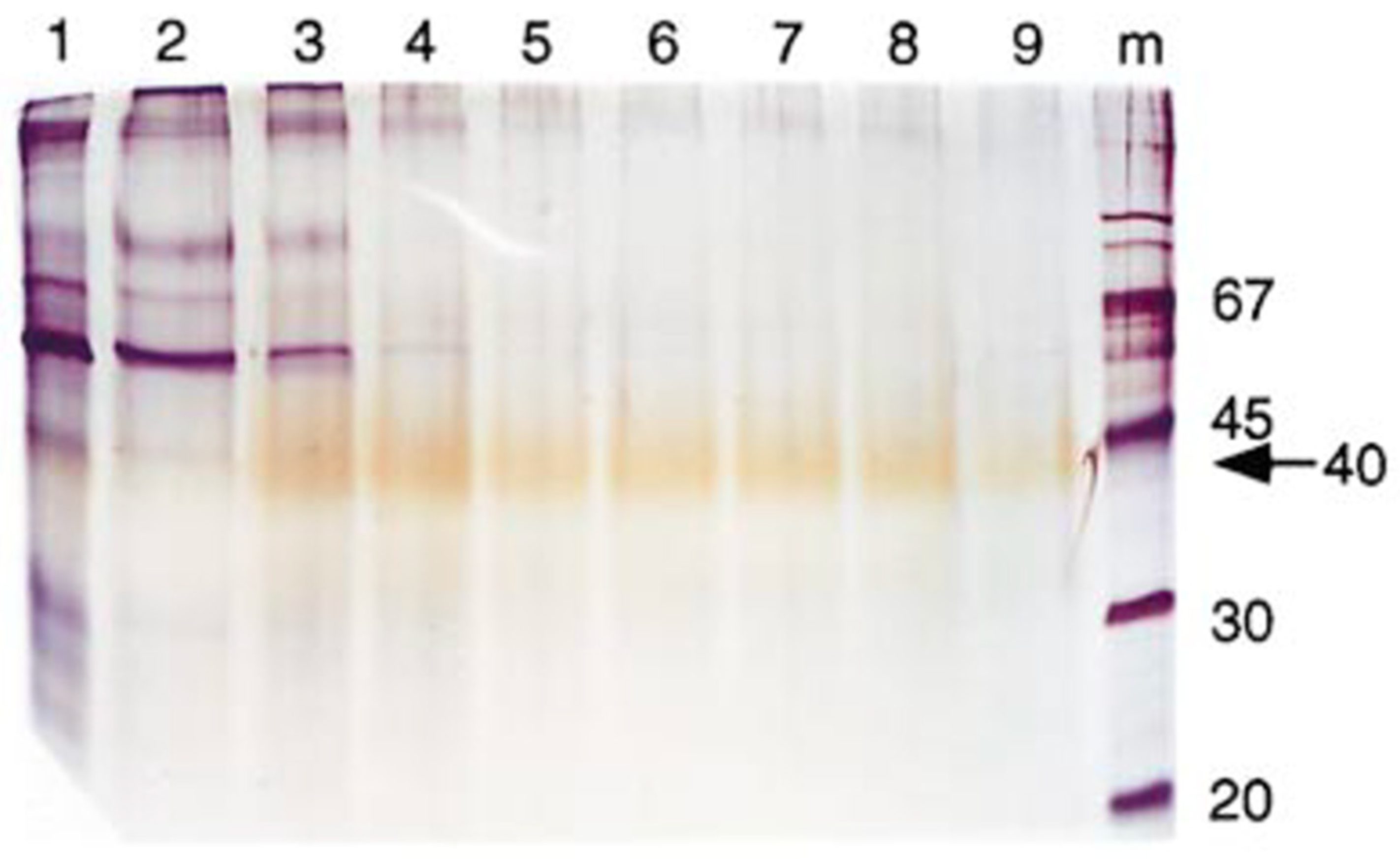 Preprints 139207 g001
