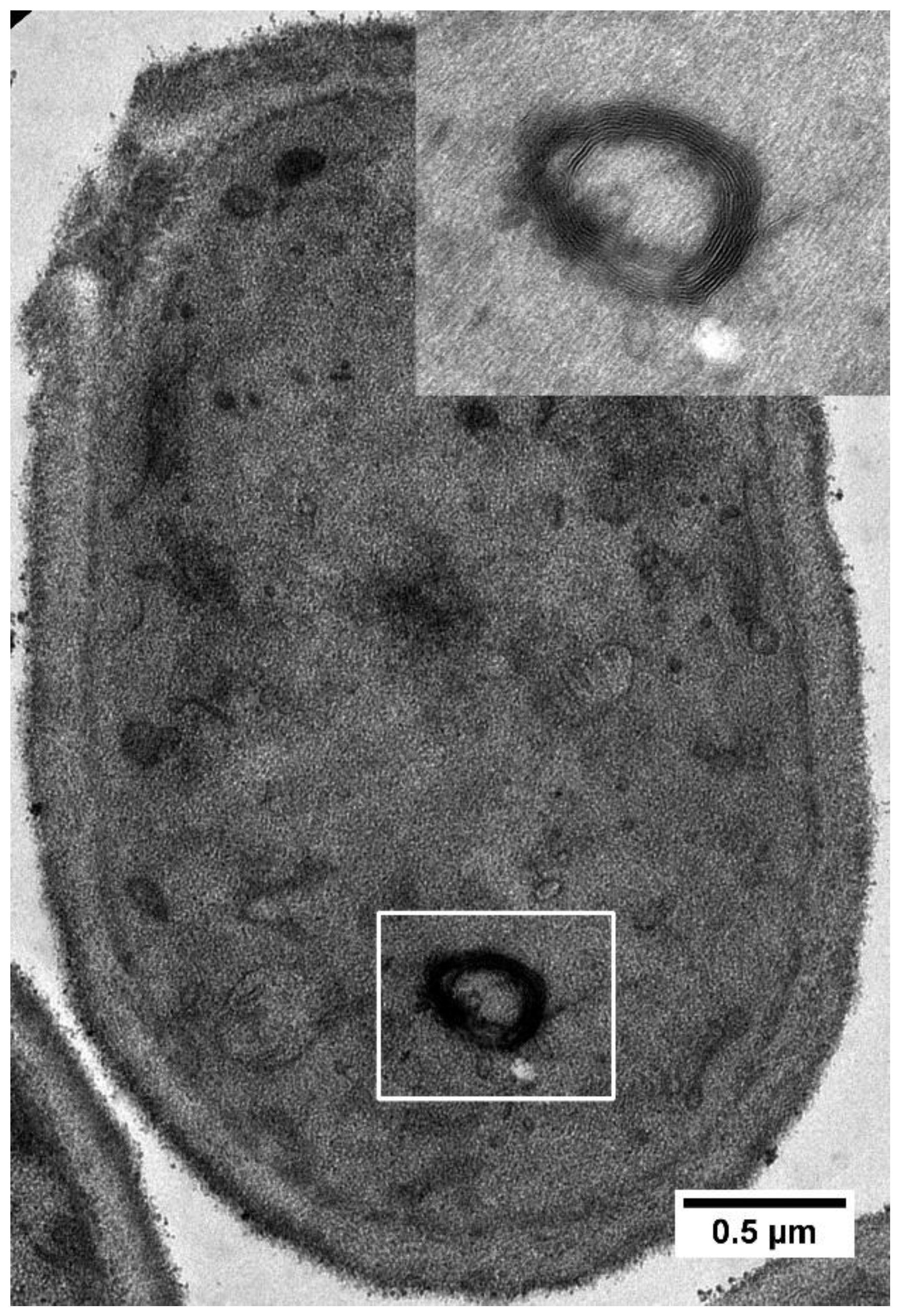 Preprints 110094 g002