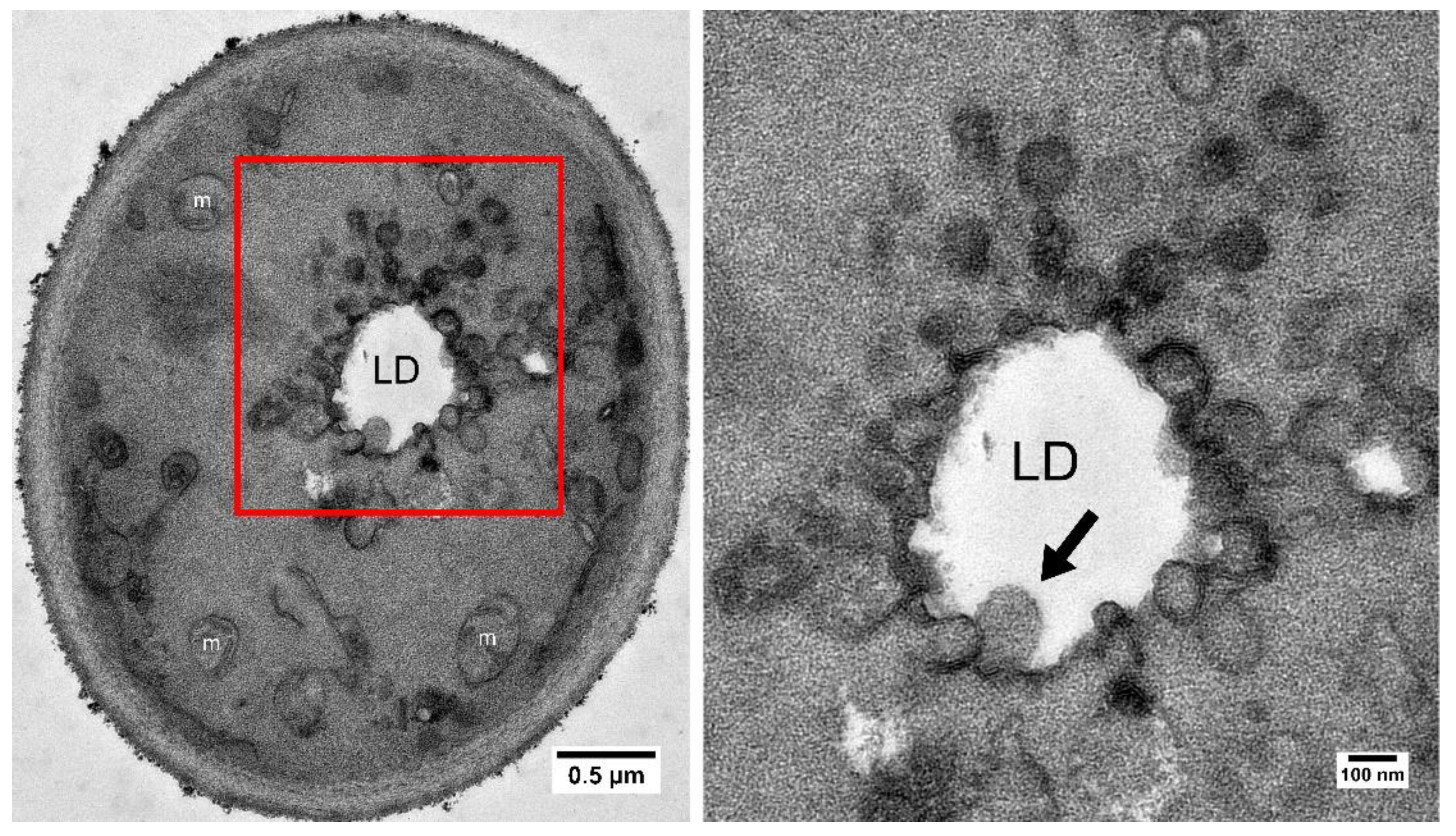 Preprints 110094 g003