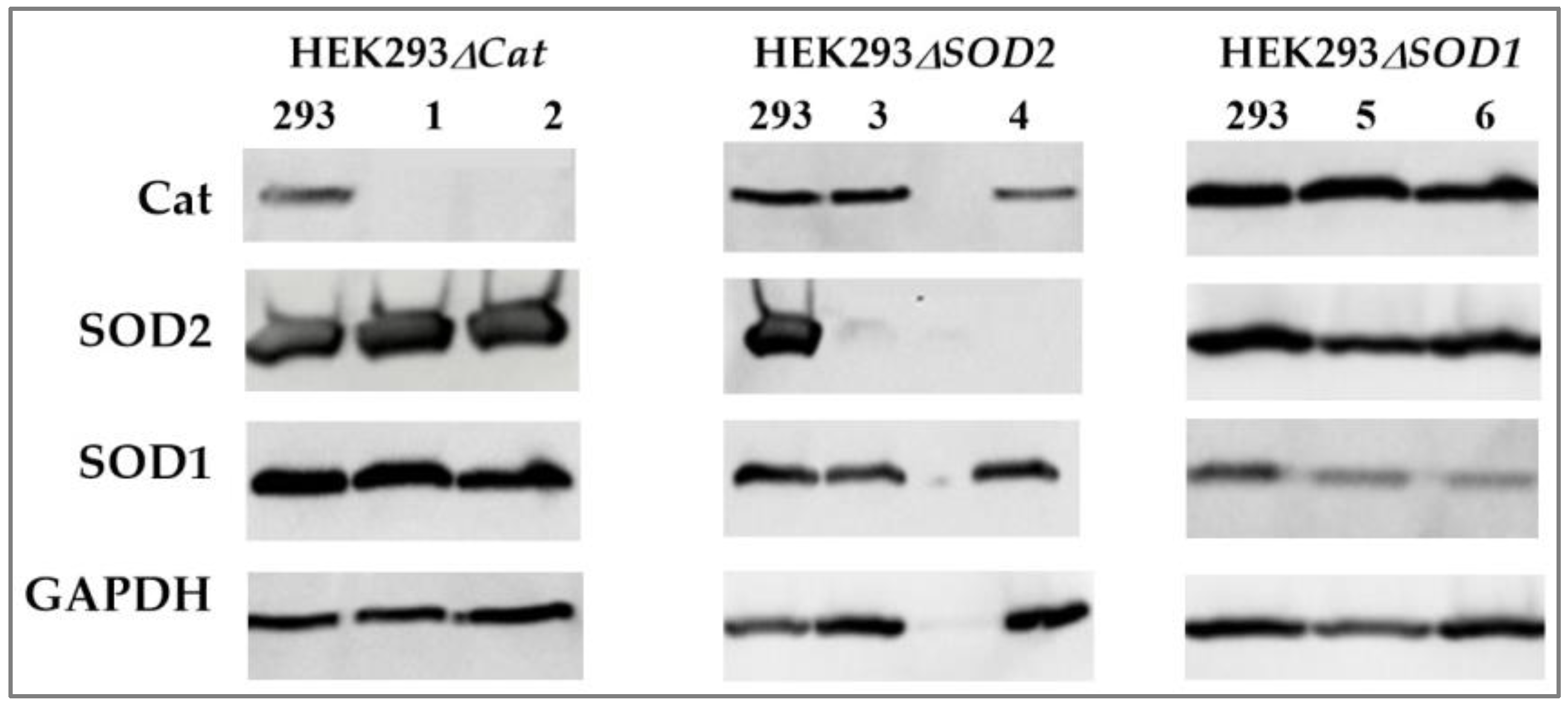 Preprints 137538 g001