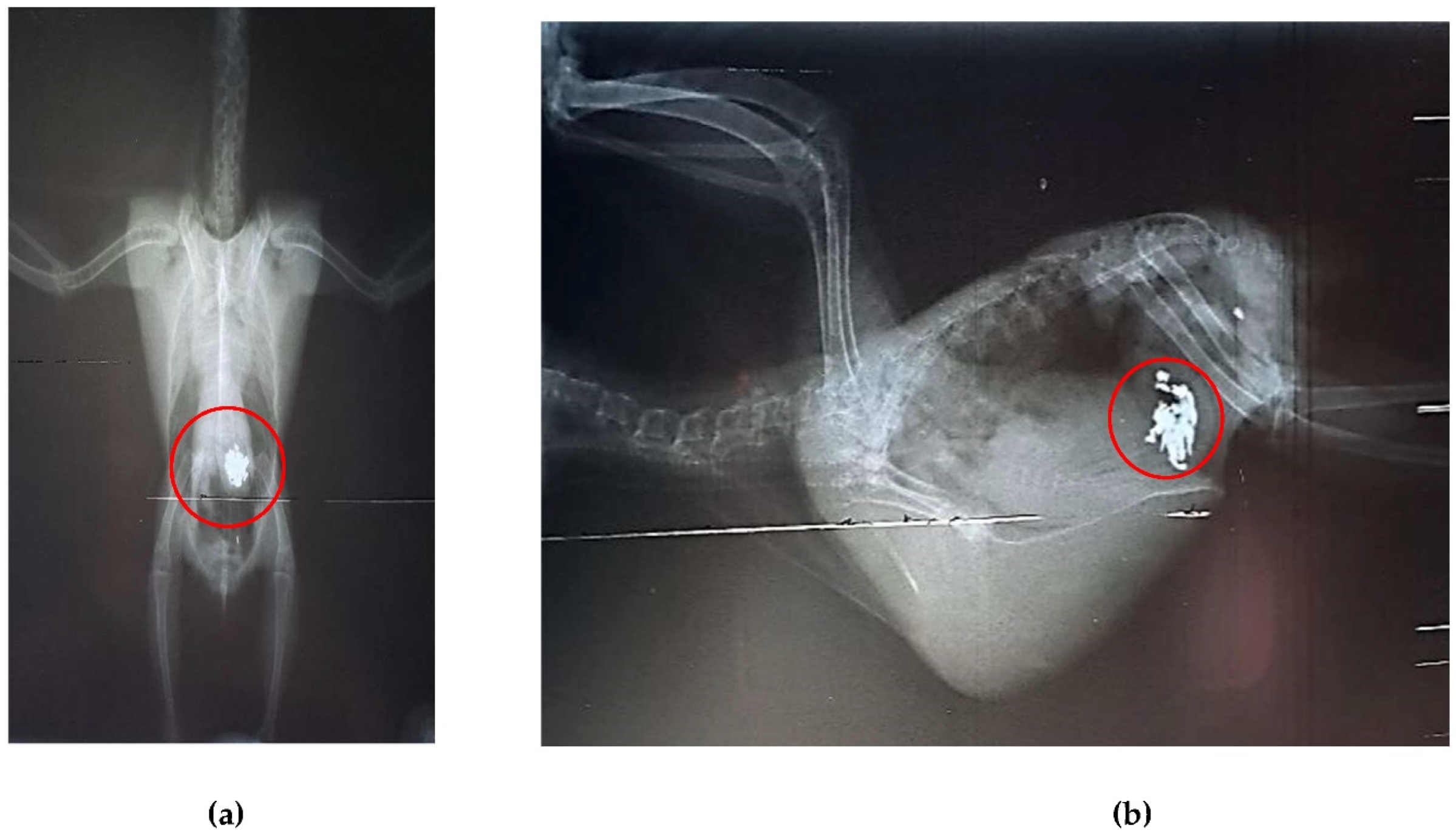 Preprints 138870 g003