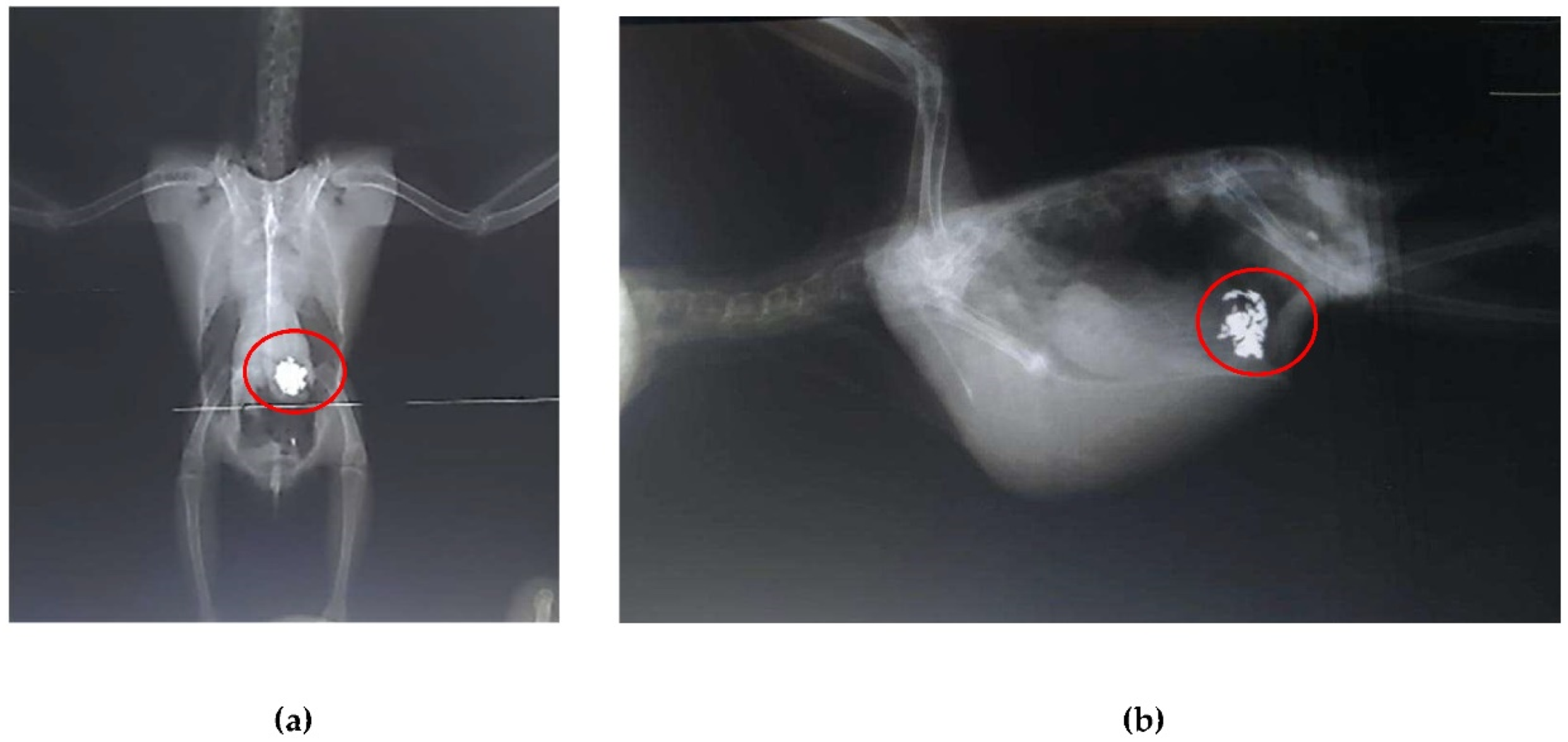 Preprints 138870 g004