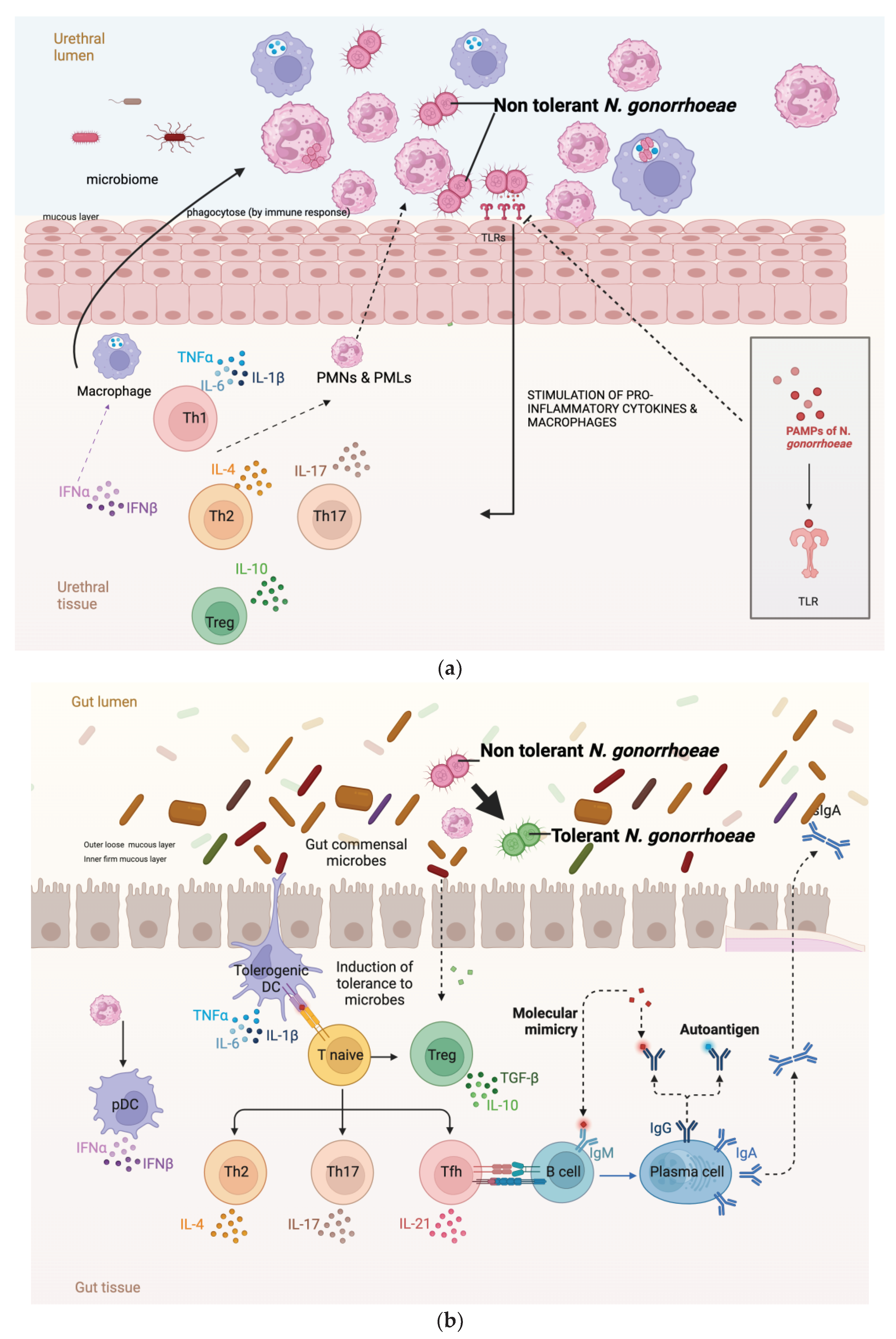 The Prevalence Of Antibiotic Tolerance In Neisseria Gonorrhoeae Varies 