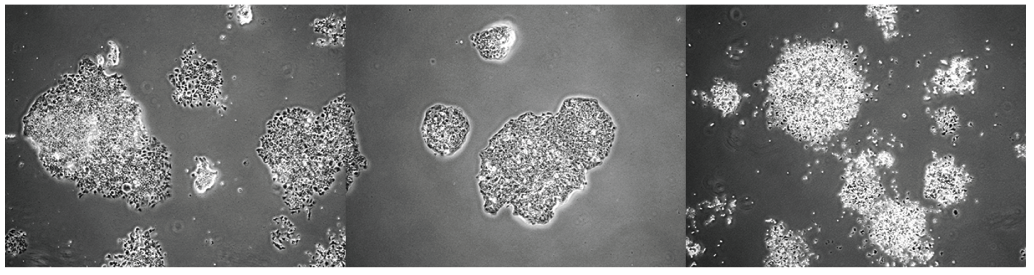 Preprints 194244 g005