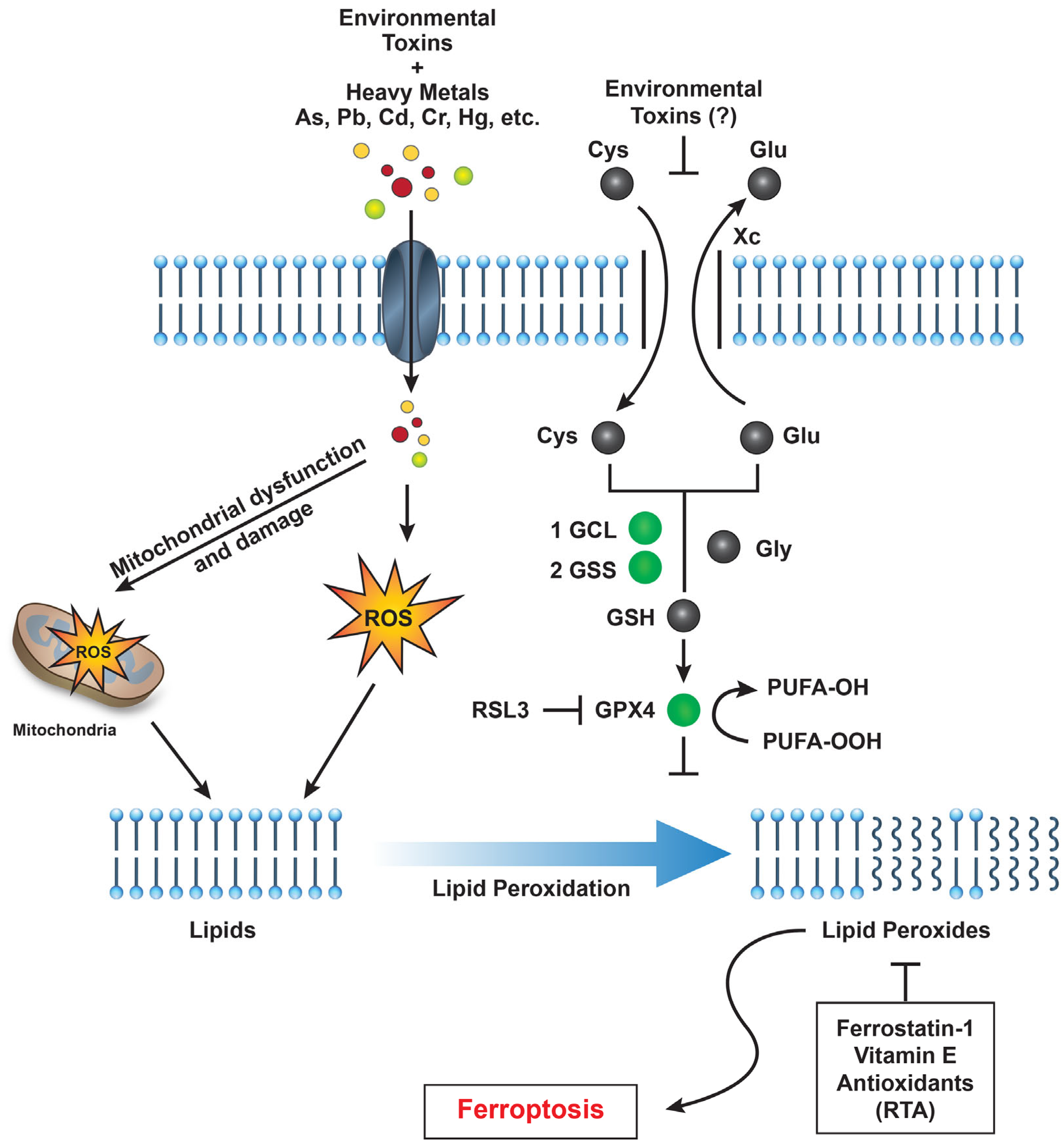 Preprints 158758 g001