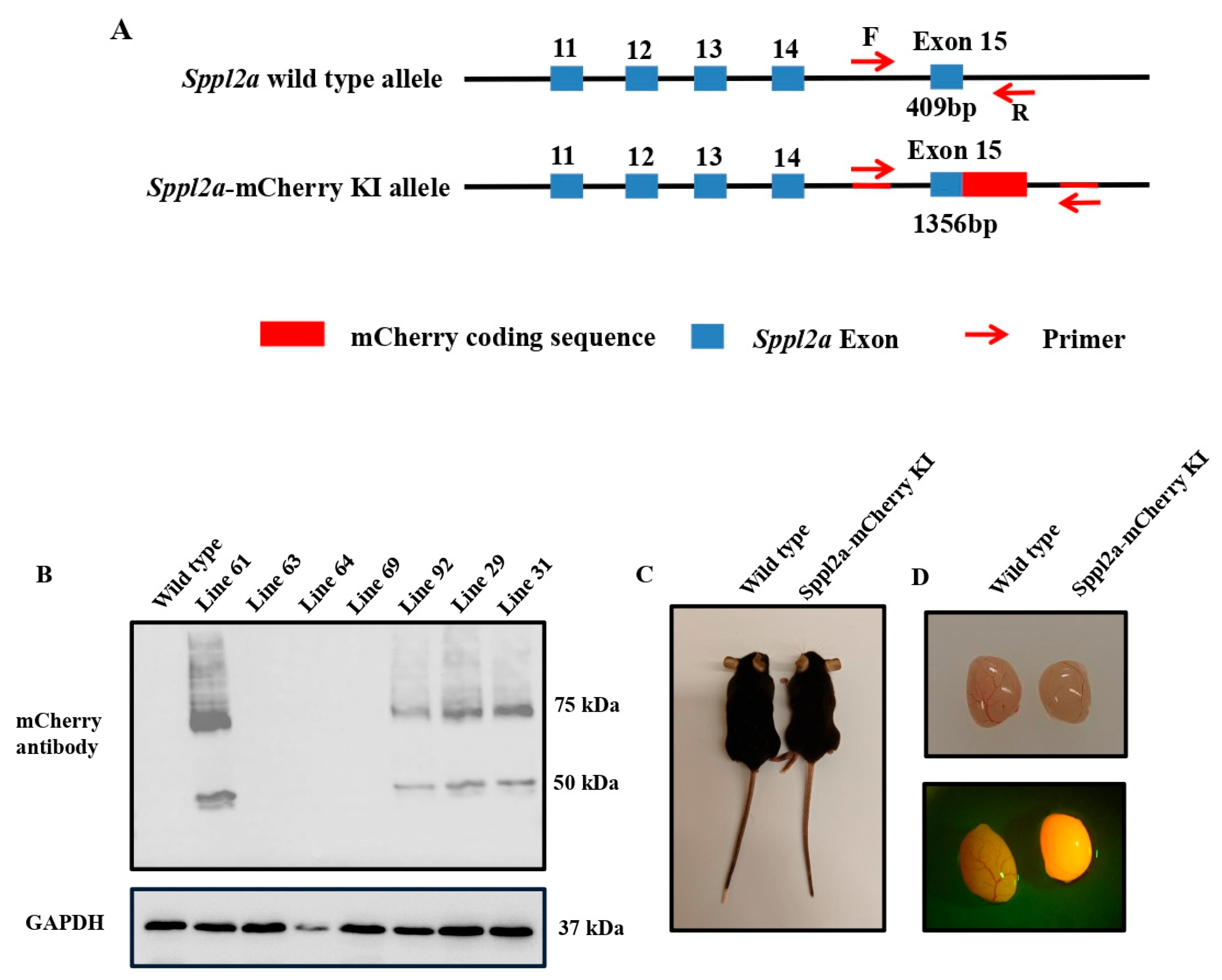Preprints 224706 g001 Preprints 224706 g001