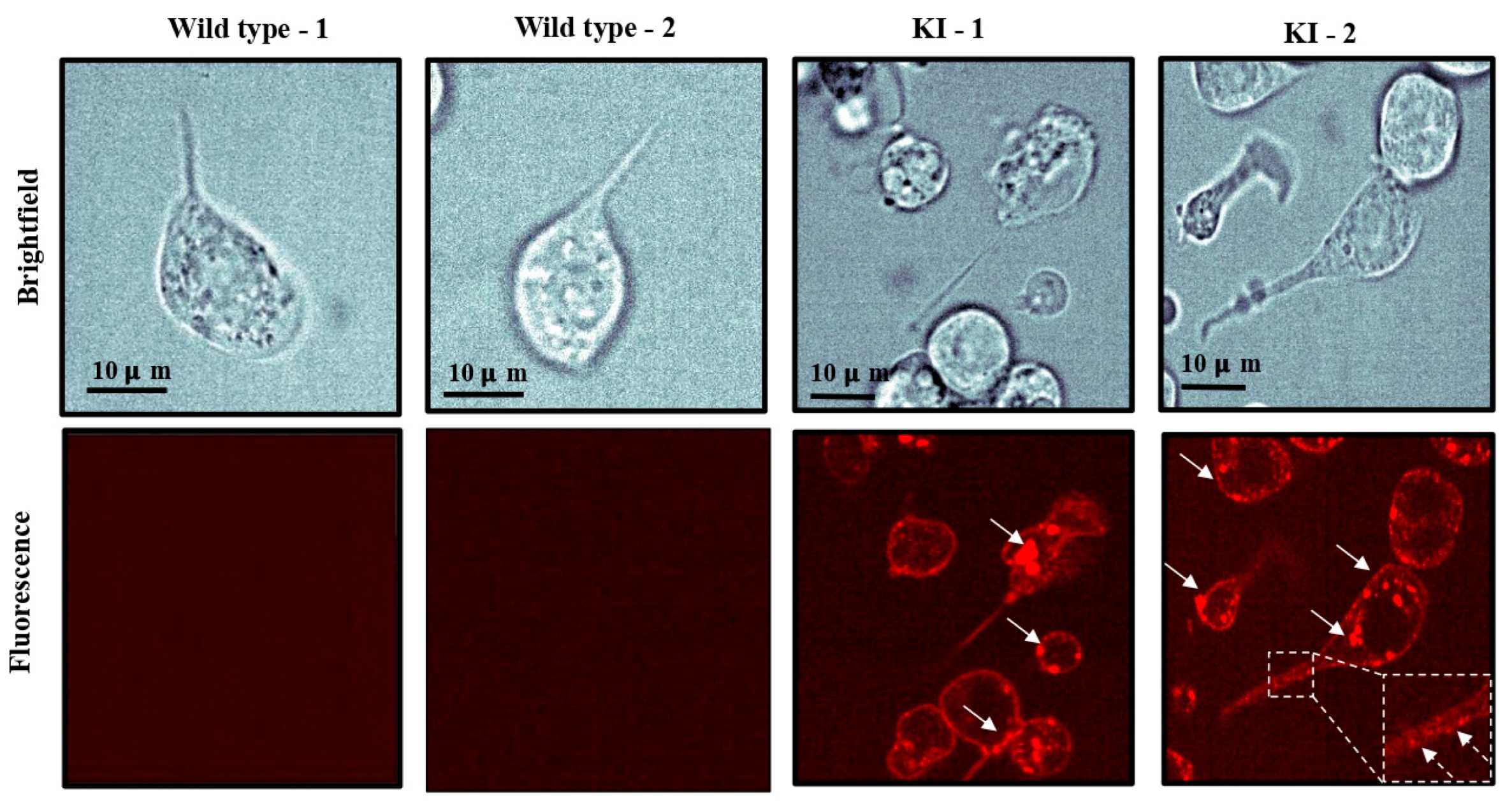 Preprints 224706 g004 Preprints 224706 g004
