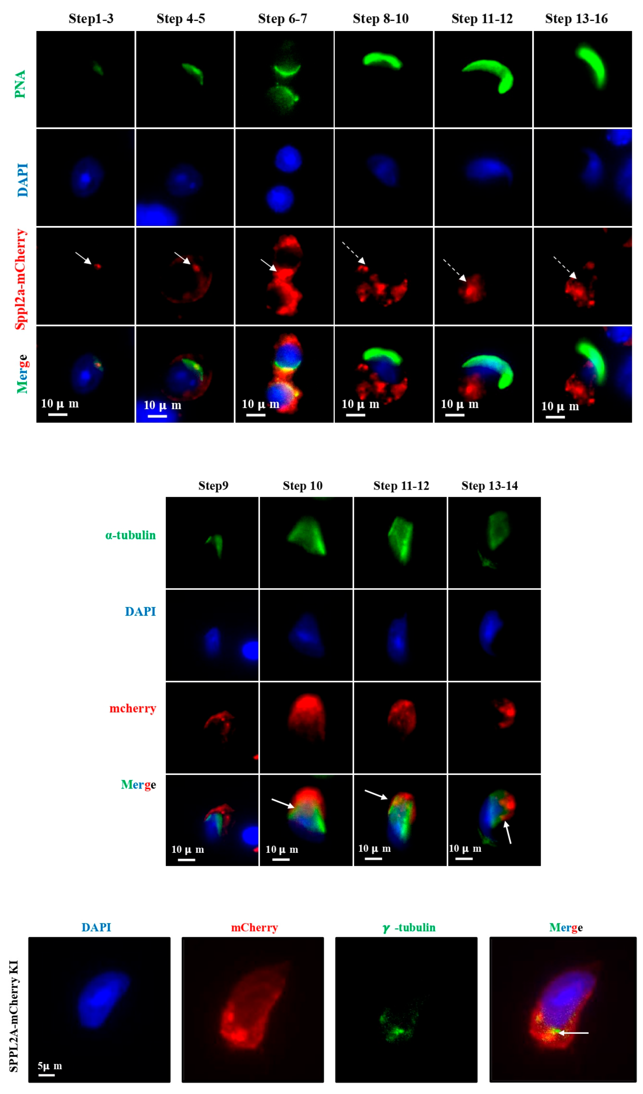 Preprints 224706 g005 Preprints 224706 g005