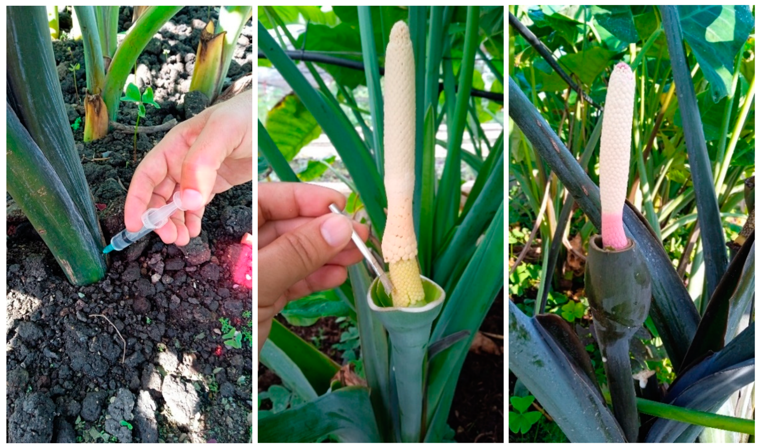 Preprints 139521 g001